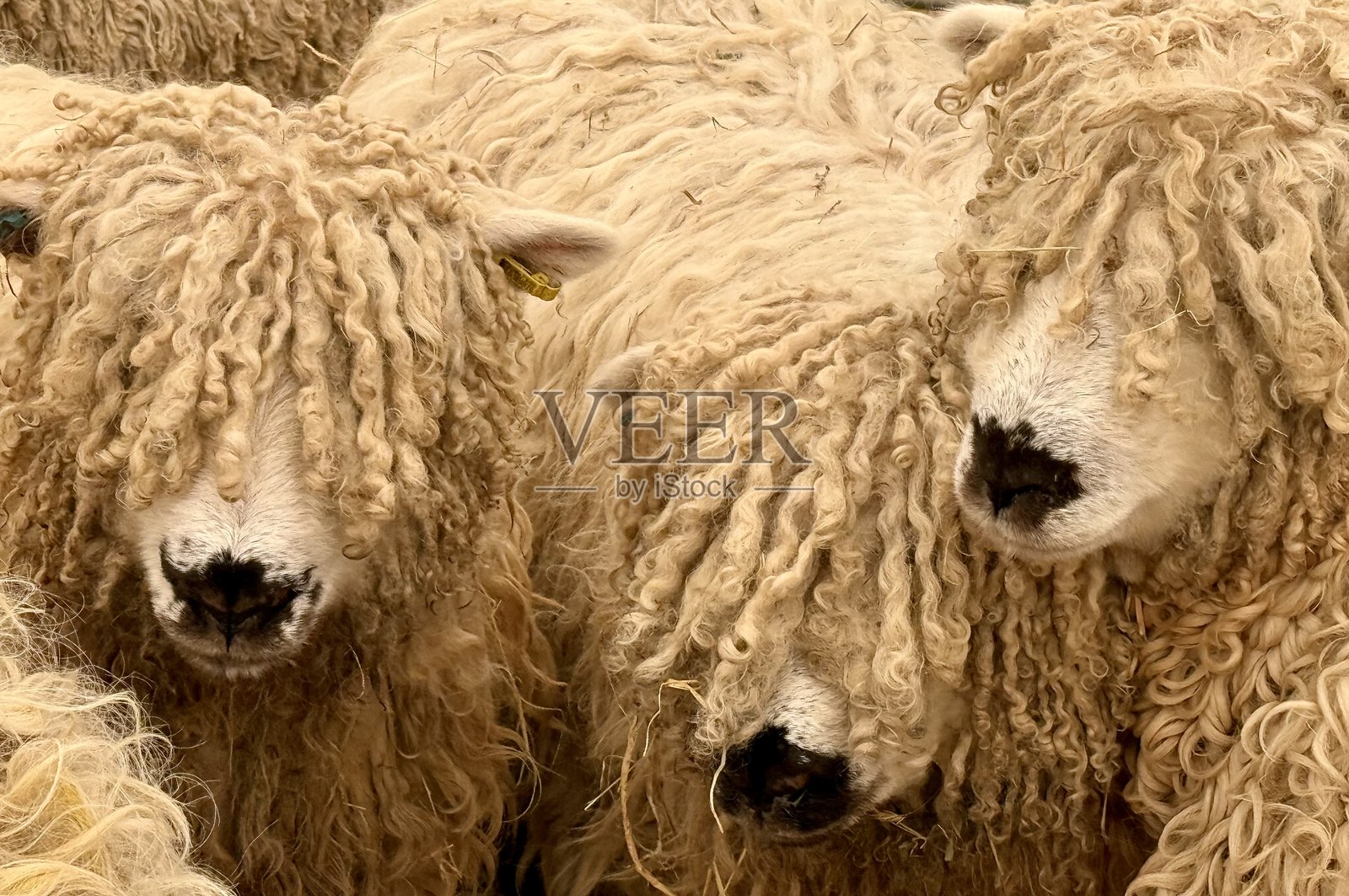 准备剪毛照片摄影图片