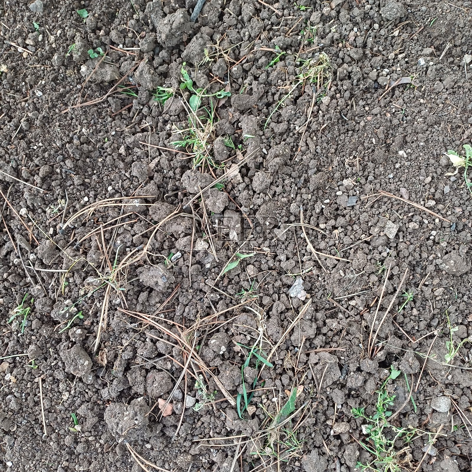 干燥土壤和小植物的特写镜头照片摄影图片