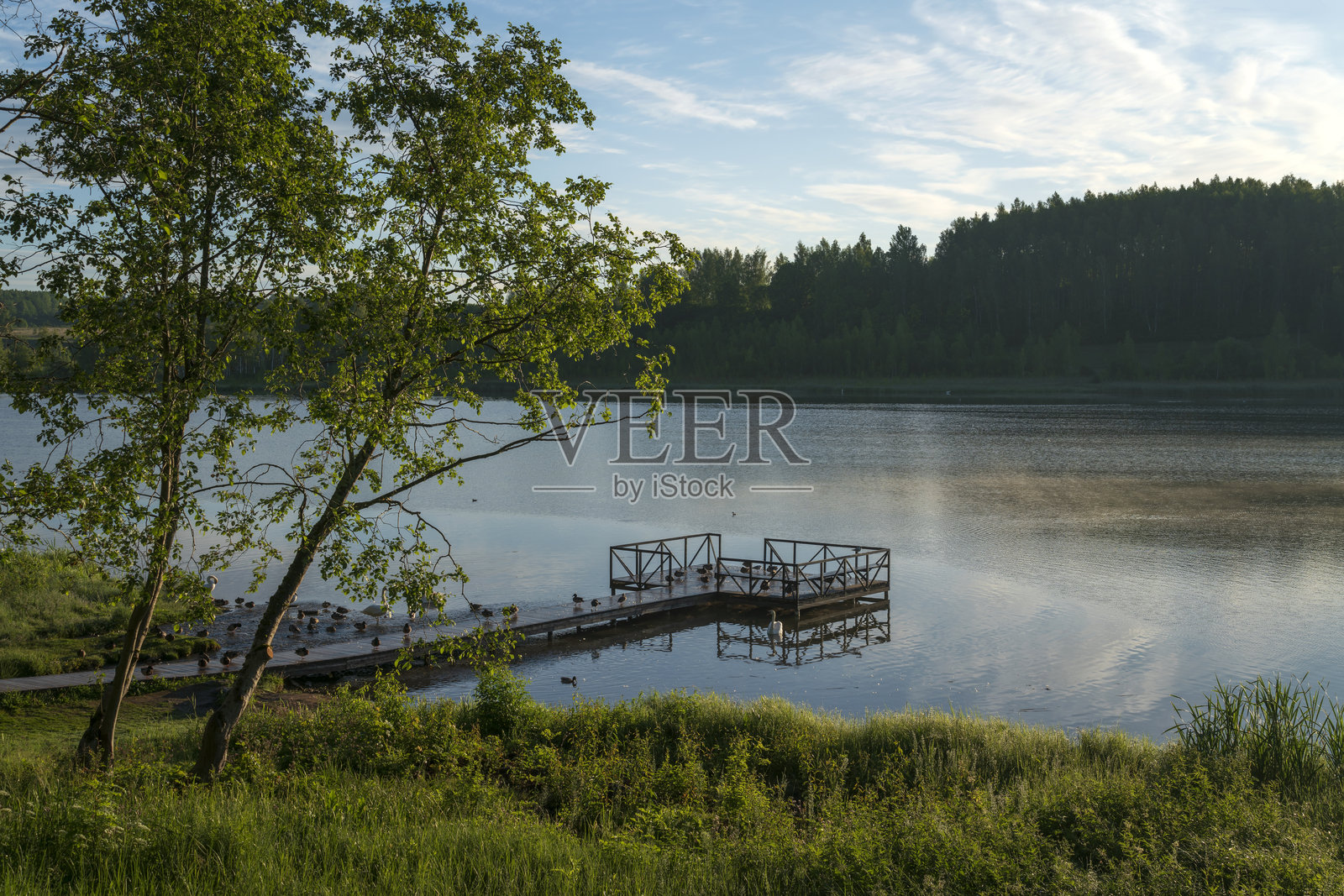 伊兹博尔斯克,佩切尔斯克区,普斯科夫地区,阳光明媚的夏日早晨,戈罗季申科湖的景色,湖中有水鸟,位于伊兹博尔斯克-马尔斯卡亚山谷。照片摄影图片