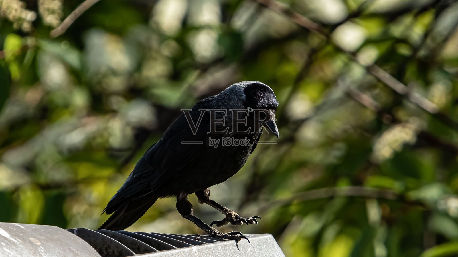 专注于地面的寒鸦。照片摄影图片