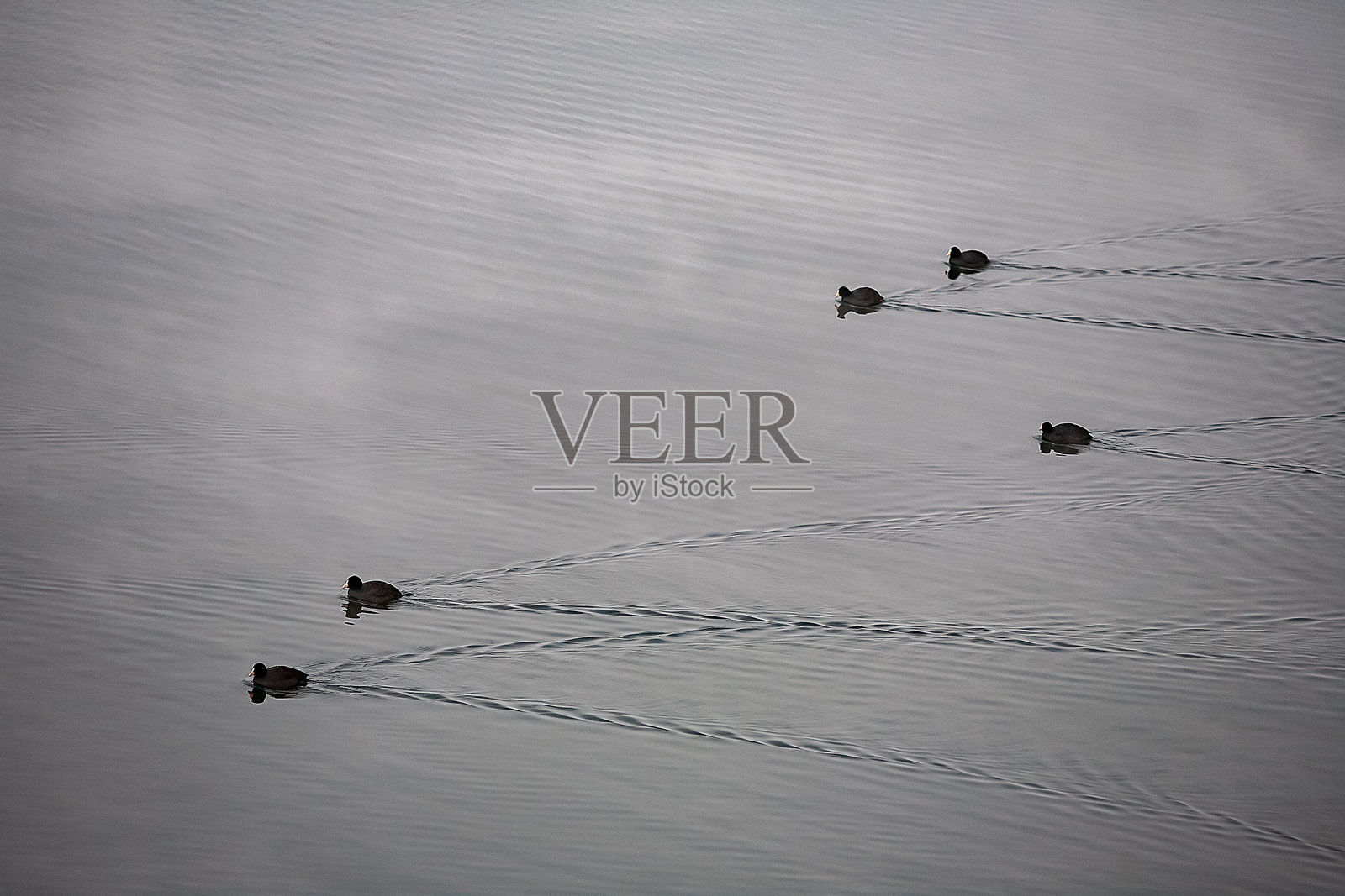 季节性鸟类照片摄影图片