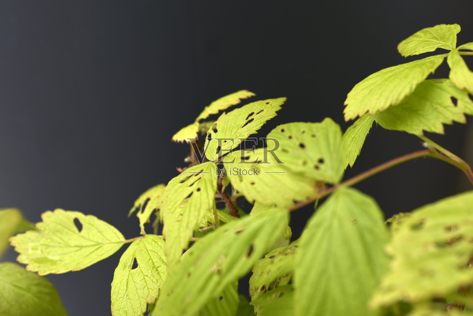 覆盆子叶,昆虫照片摄影图片