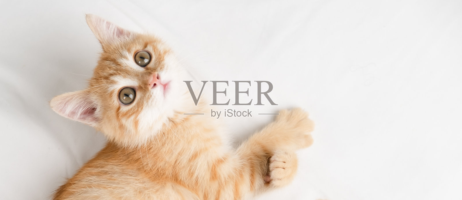 小红猫躺在白色床单上照片摄影图片