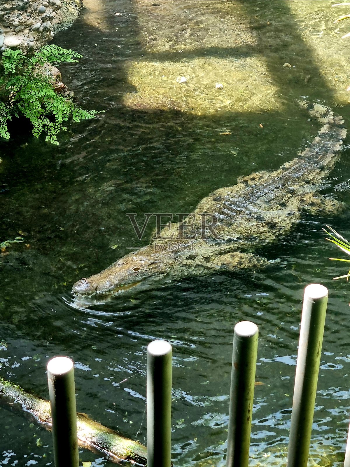 动物园里的鳄鱼照片摄影图片