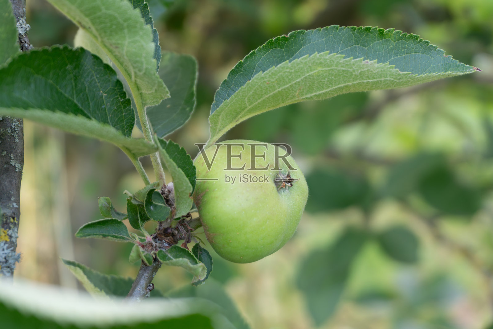 树枝上的绿色苹果。有机产品。你花园里的苹果丰收。照片摄影图片