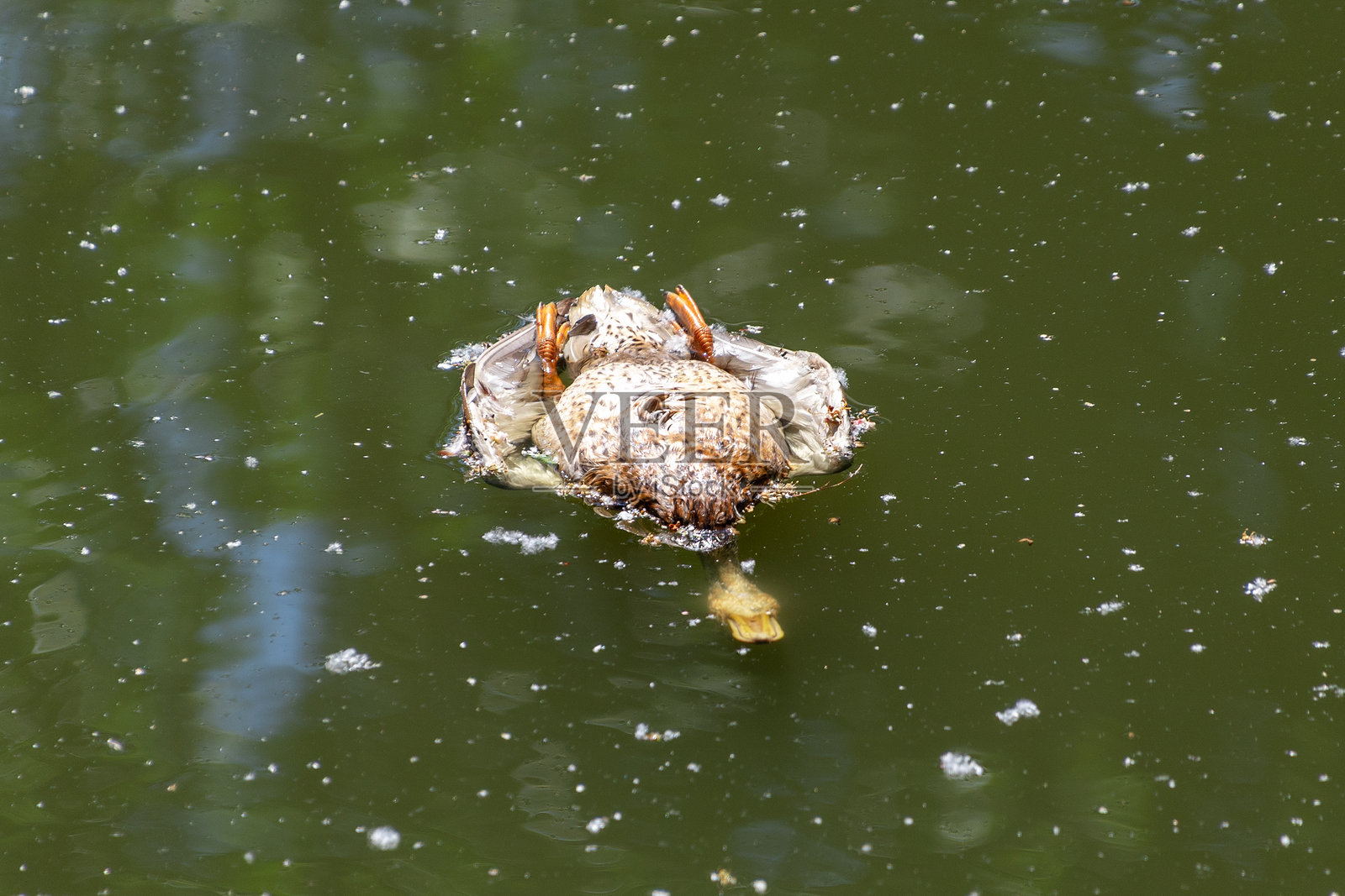 一只死鸭子漂浮在浑浊的绿色水中。照片摄影图片
