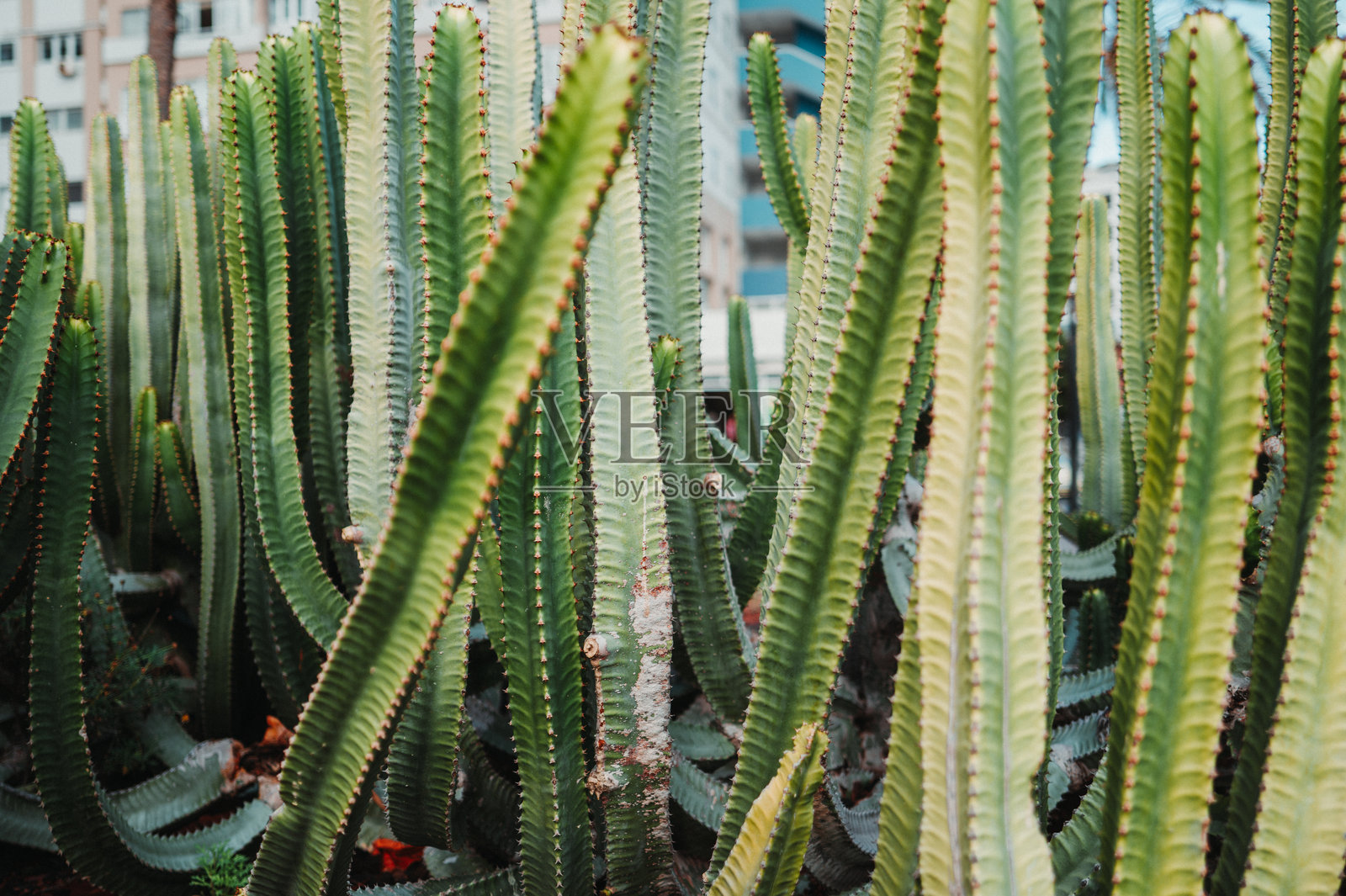 特内里费岛普埃尔托·德·拉克鲁斯的仙人掌照片摄影图片