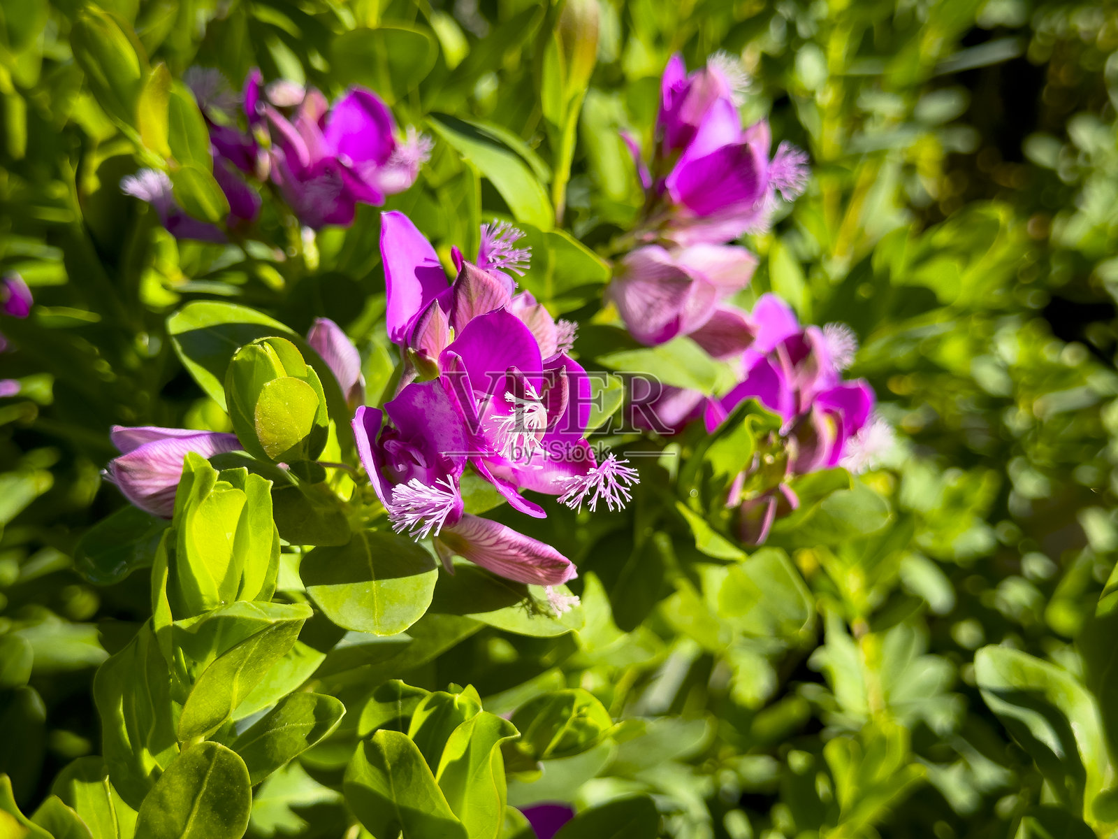 甜豌豆花照片摄影图片