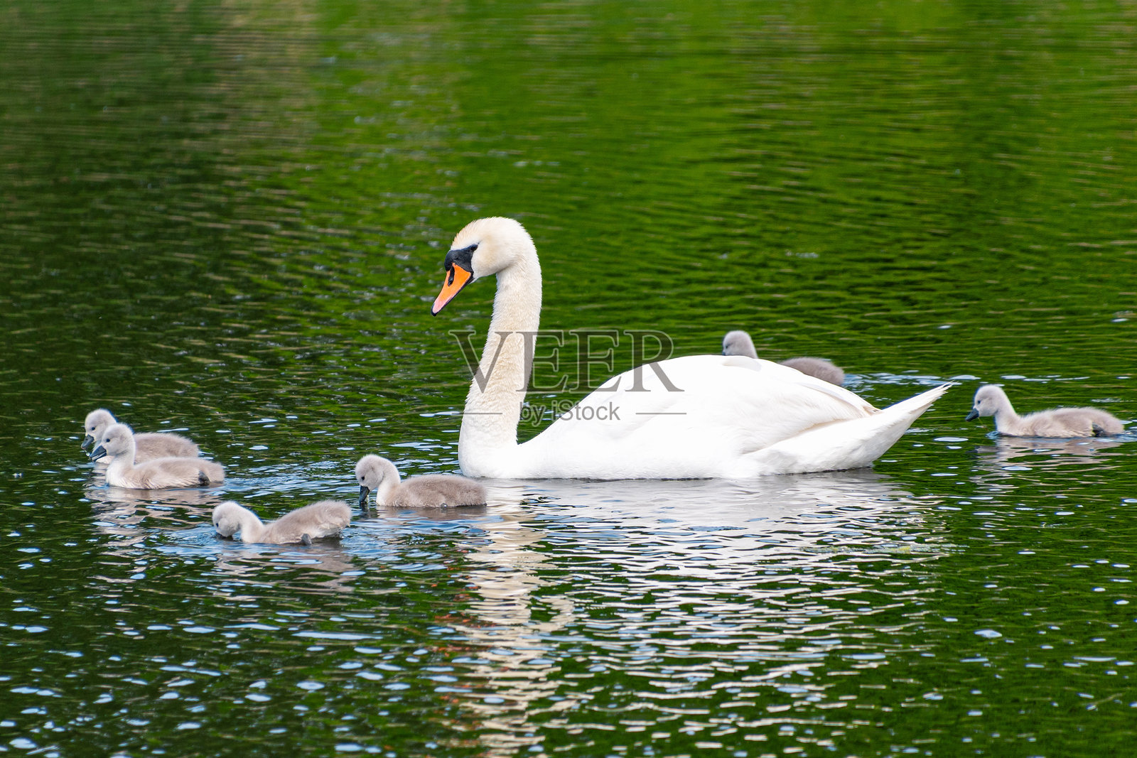 天鹅与小天鹅在宁静的湖面上游泳。无声天鹅照片摄影图片