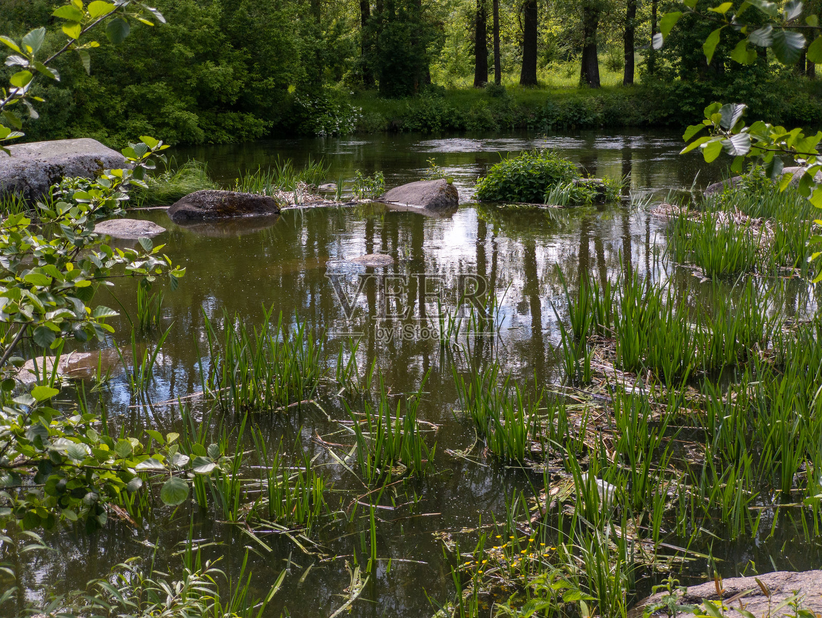 一个被树木环绕的林间小池塘照片摄影图片