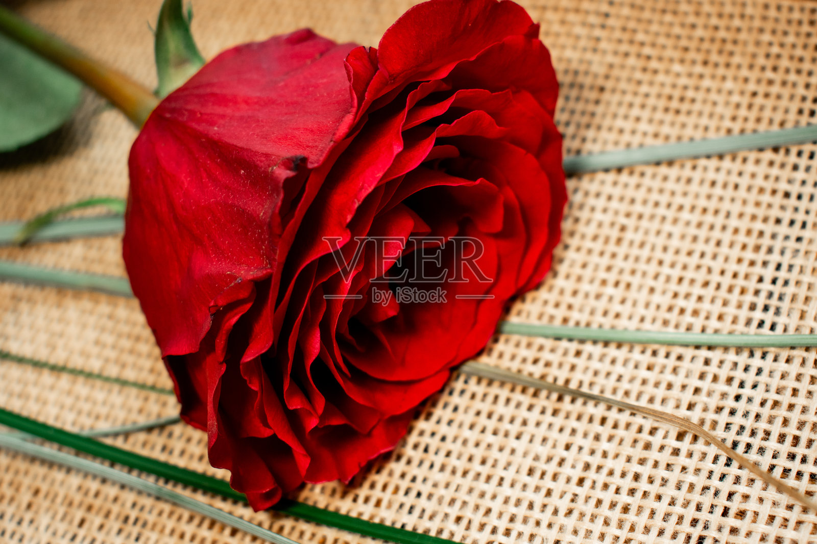 适合浪漫主题、花卉布置或庆祝自然之美照片摄影图片