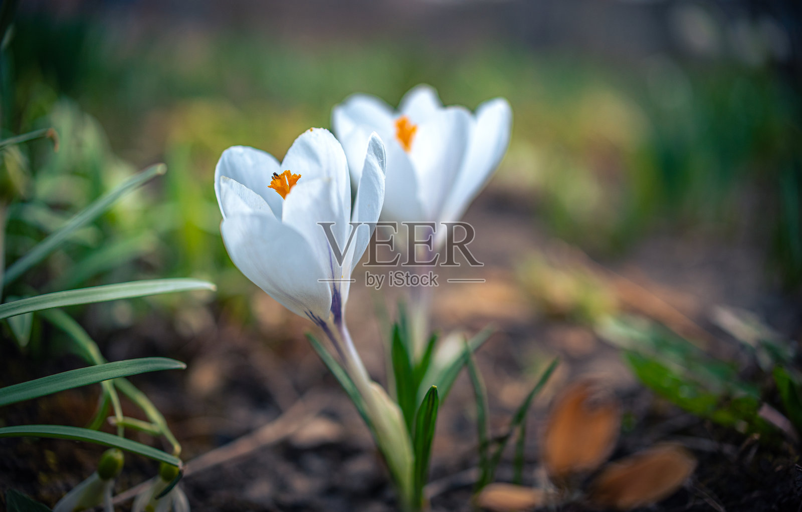 花园里的花照片摄影图片