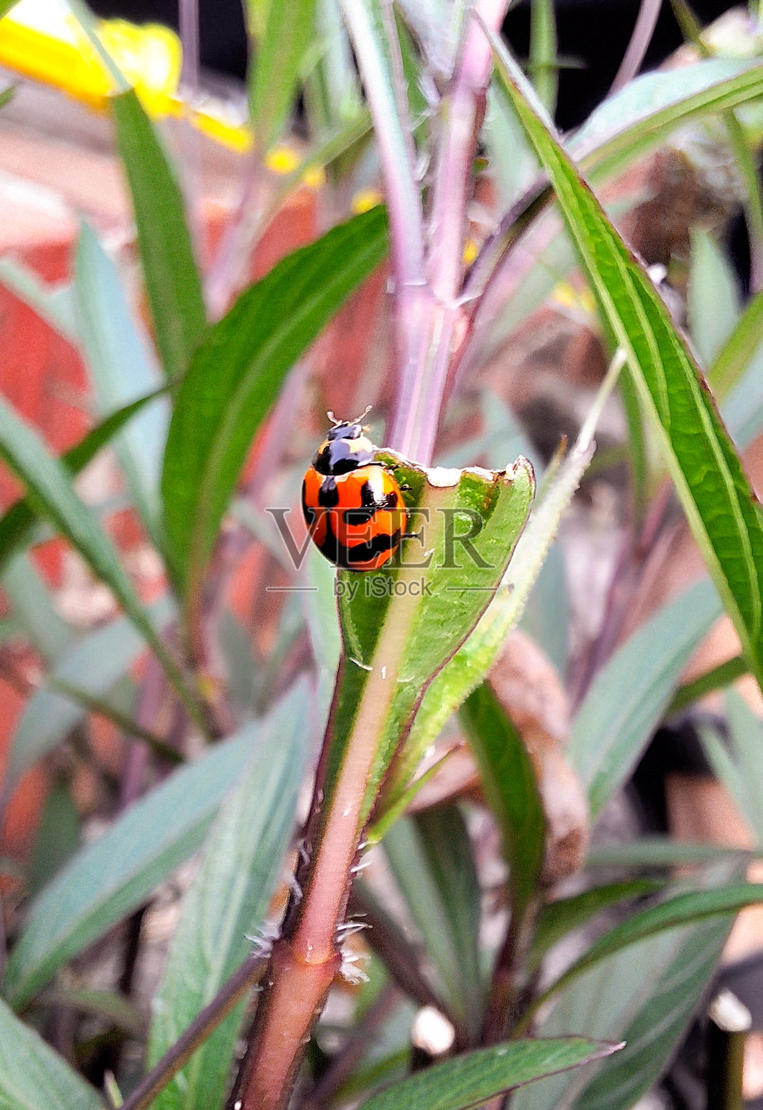 瓢虫或半翅目昆虫停在叶子上。小型昆虫,具有特征性的红色外壳和黑色斑点。照片摄影图片