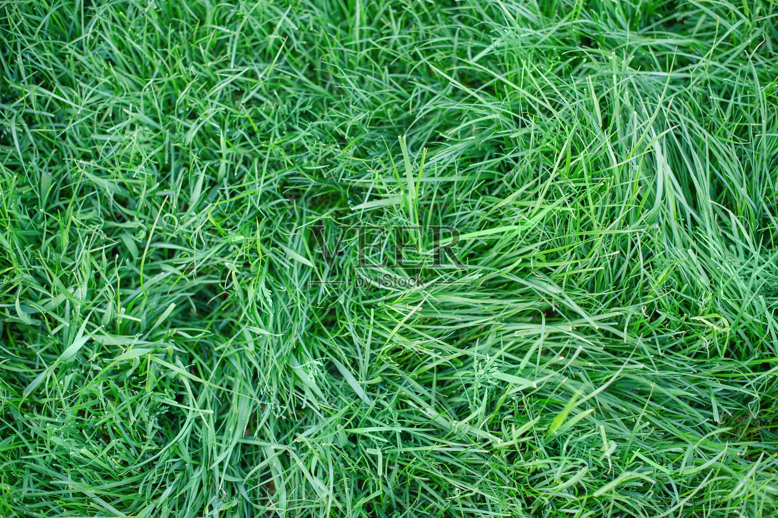 绿色草坪作为背景。自然背景,草地。照片摄影图片