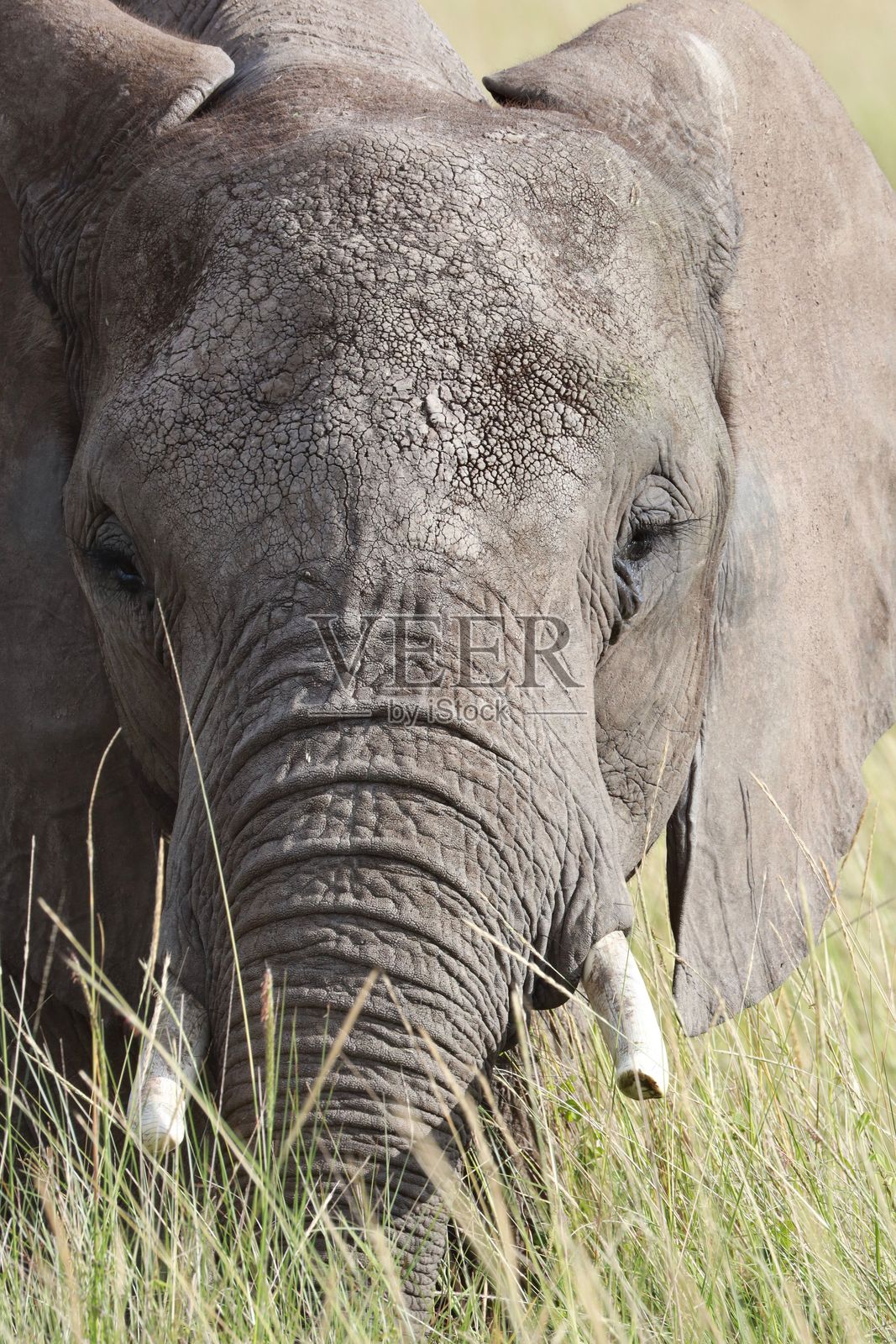 非洲象在草原上的特写镜头照片摄影图片