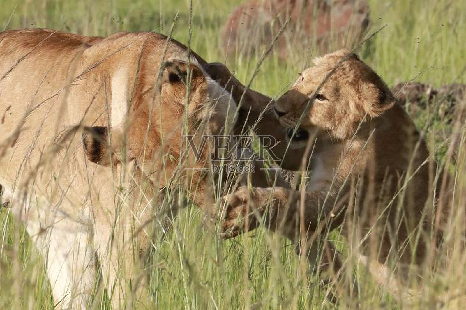 非洲草原上的母狮和幼崽。照片摄影图片