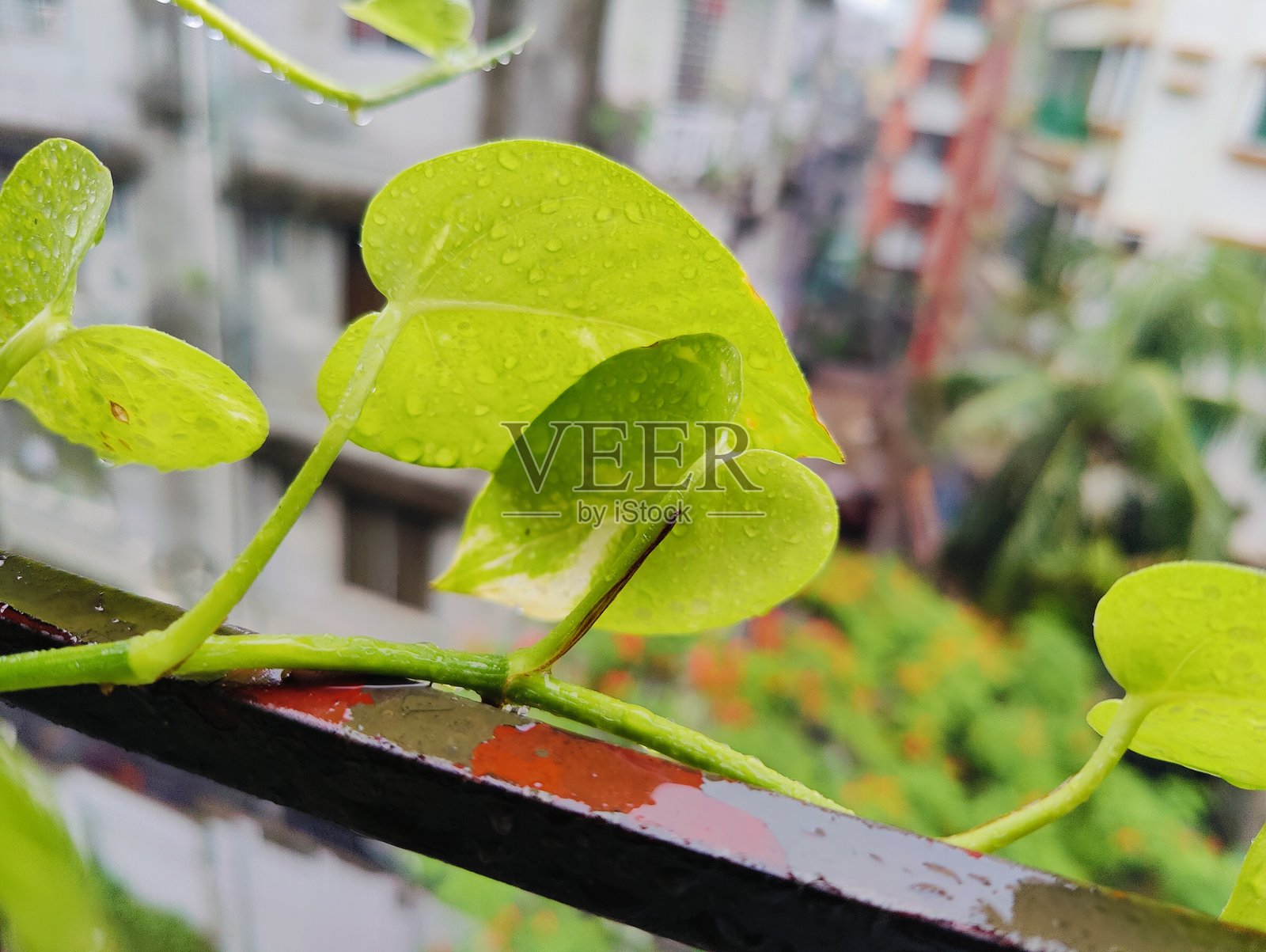绿色植物在窗框上生长,俯瞰城市建筑照片摄影图片