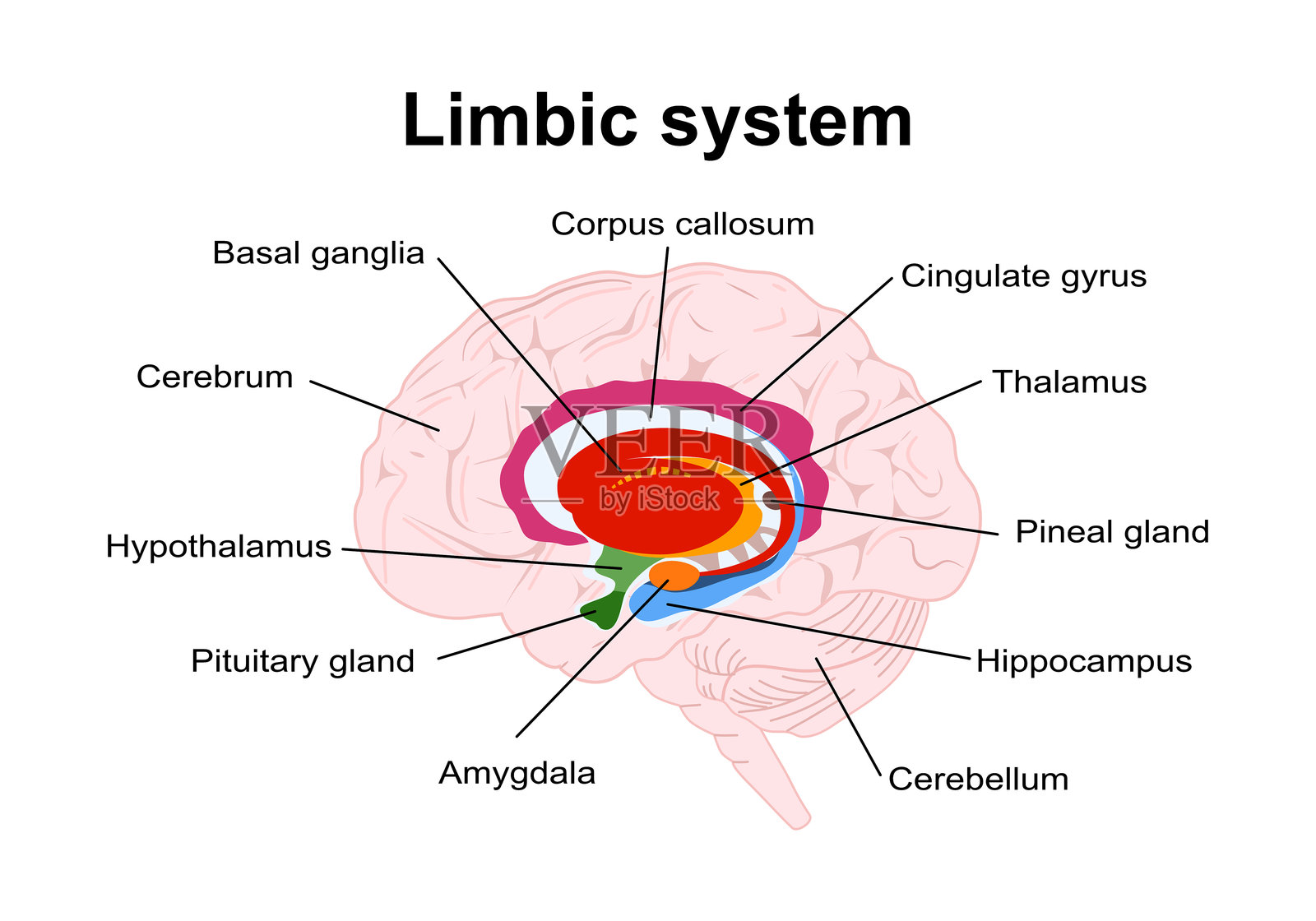 边缘系统。人脑的横截面。边缘系统的结构和解剖组成:下丘脑、胼胝体、扣带回、杏仁体、丘脑、基底节、海马。插画图片素材