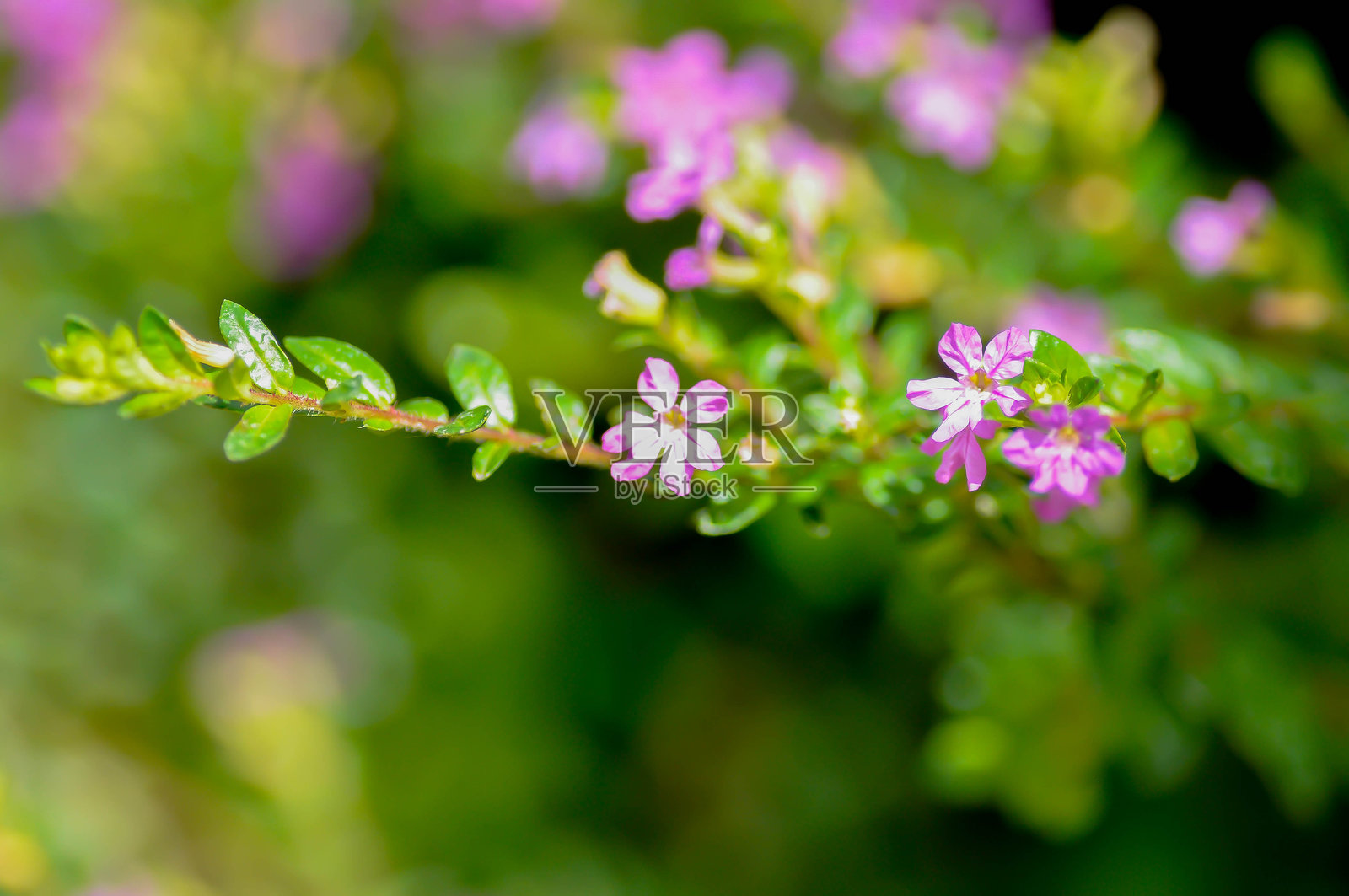 杯花(Cuphea hyssopifolia Humb)、杯花(Cuphea hyssopifolia Kunth)、小精灵草、假石南花或紫葳科(LYTHRACEAE)照片摄影图片