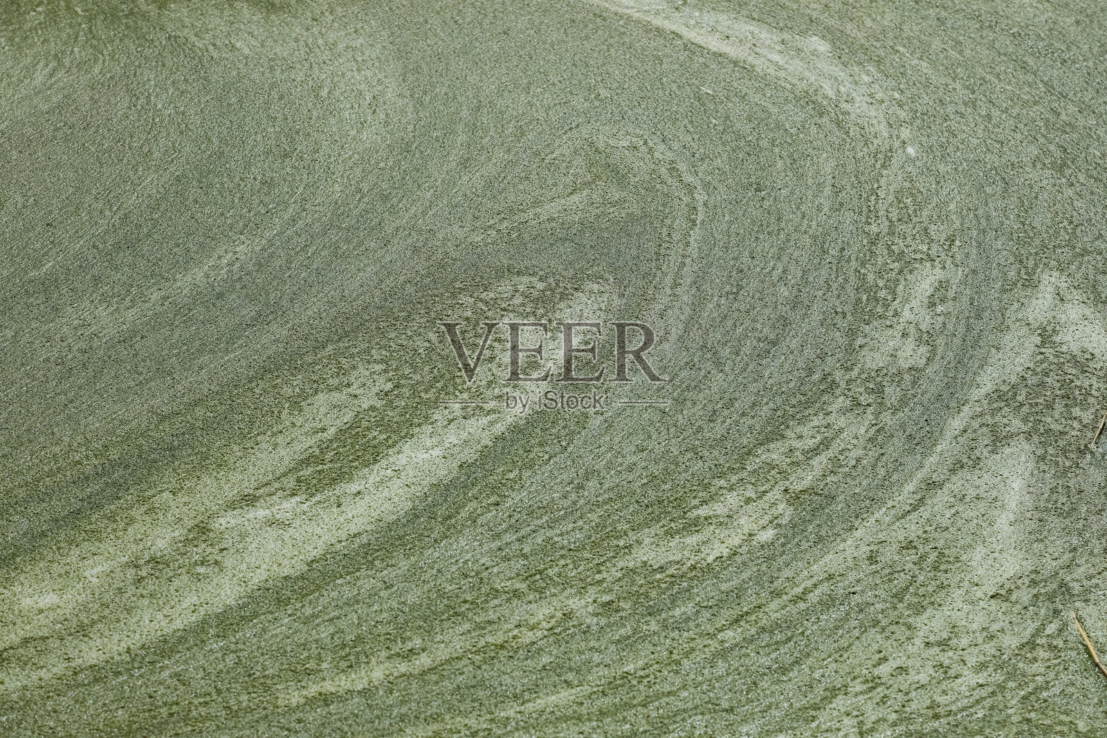 绿色浮萍覆盖了波兰米尔诺的贾姆诺湖照片摄影图片