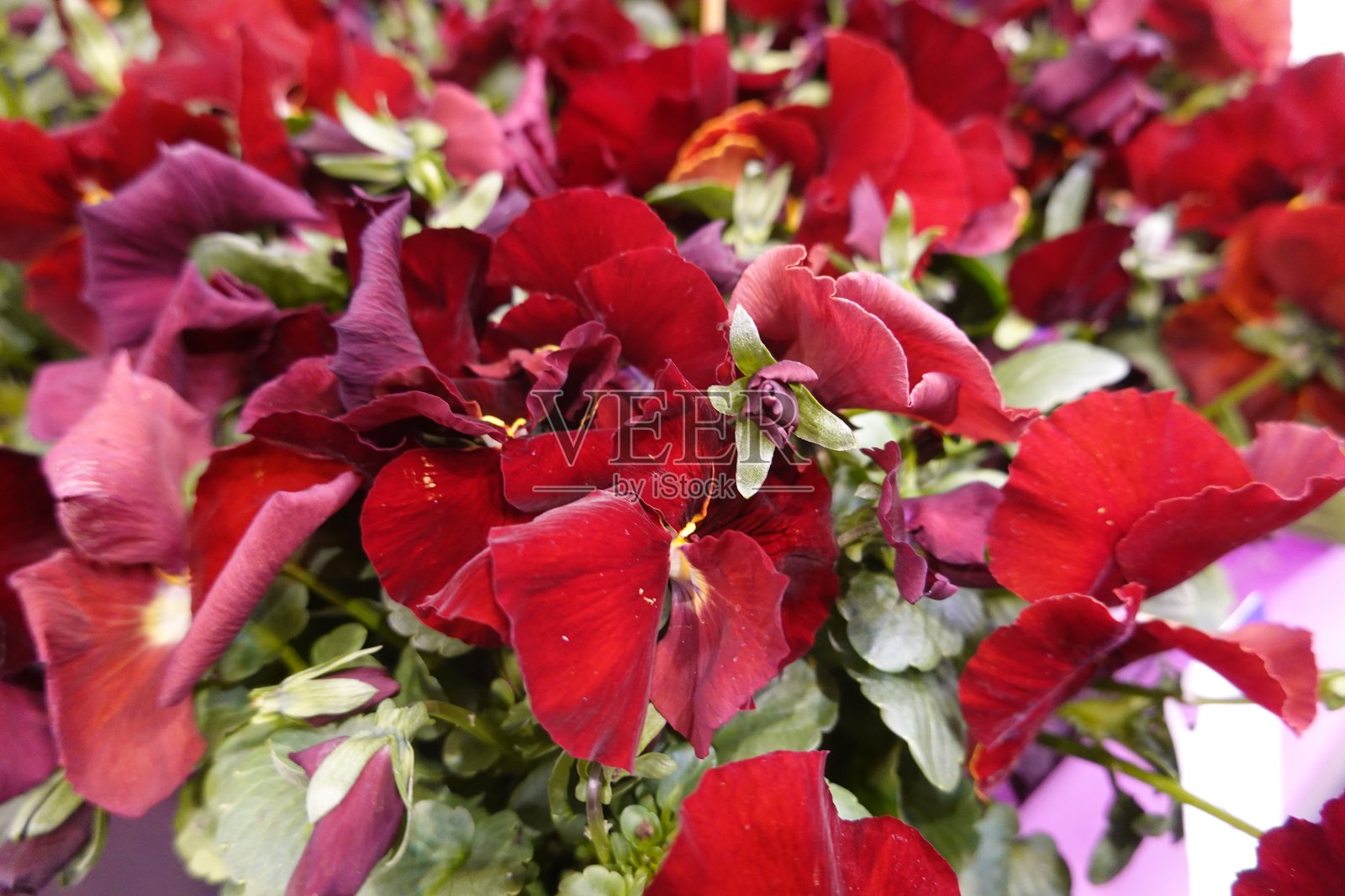 盛开的红色三色堇形成了生动的花卉展示照片摄影图片