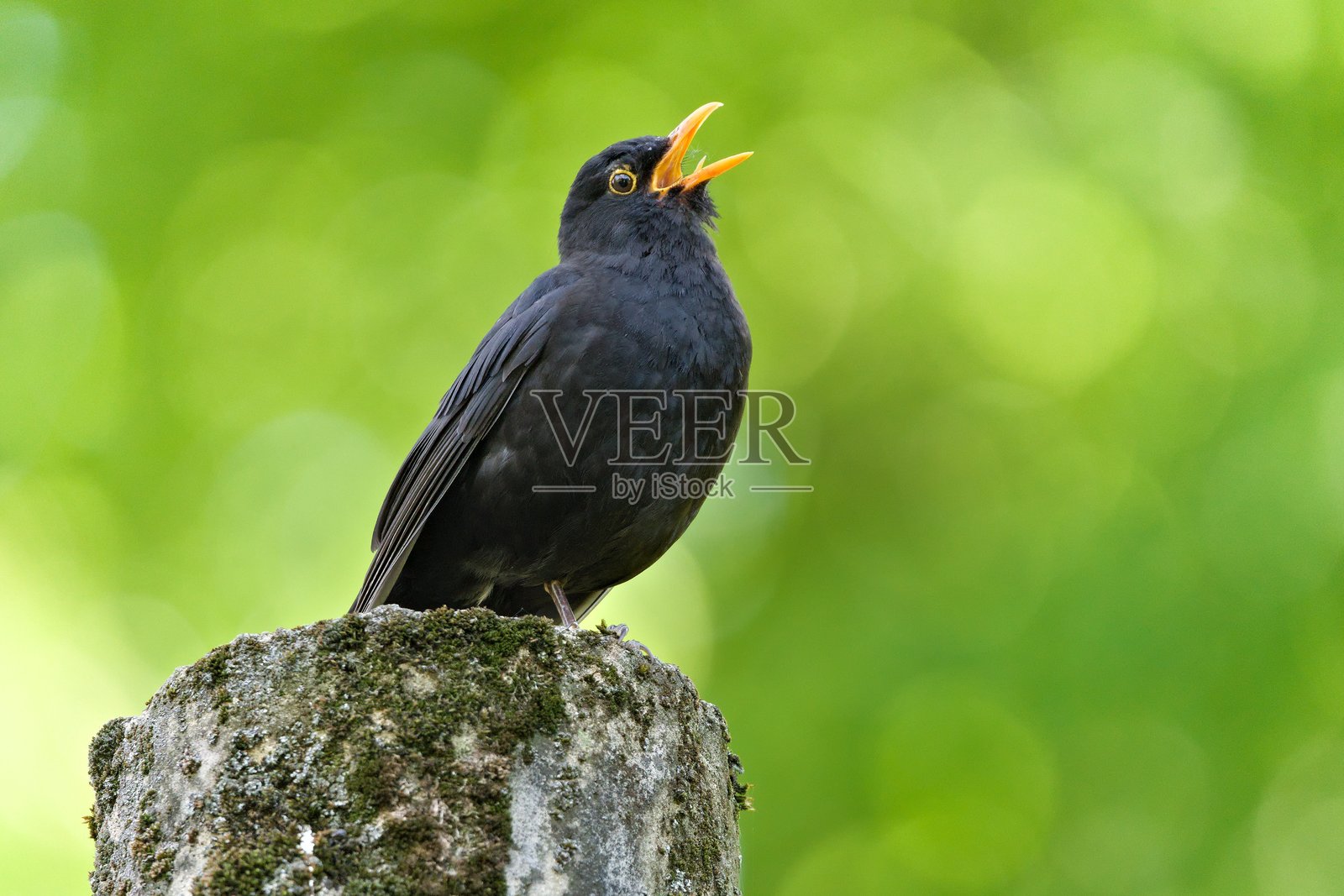 欧亚黑鸫,也称为普通黑鸫或黑鸫(Turdus merula)特写肖像。张嘴歌唱。照片摄影图片