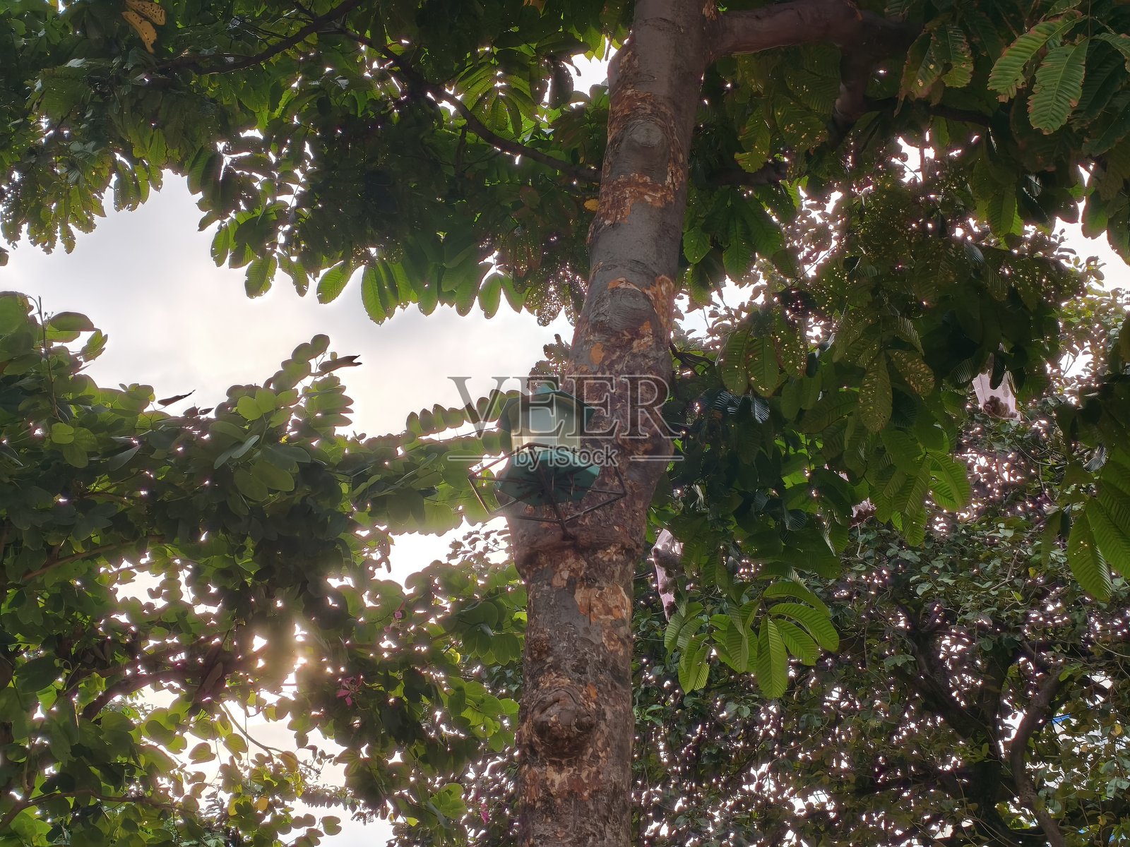 树上的人工鸟食器照片摄影图片