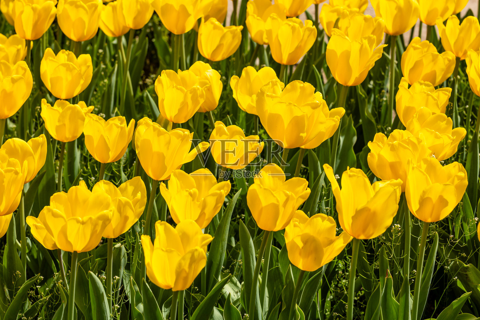 在花园中种植的Jan Van Nes品种郁金香花照片摄影图片