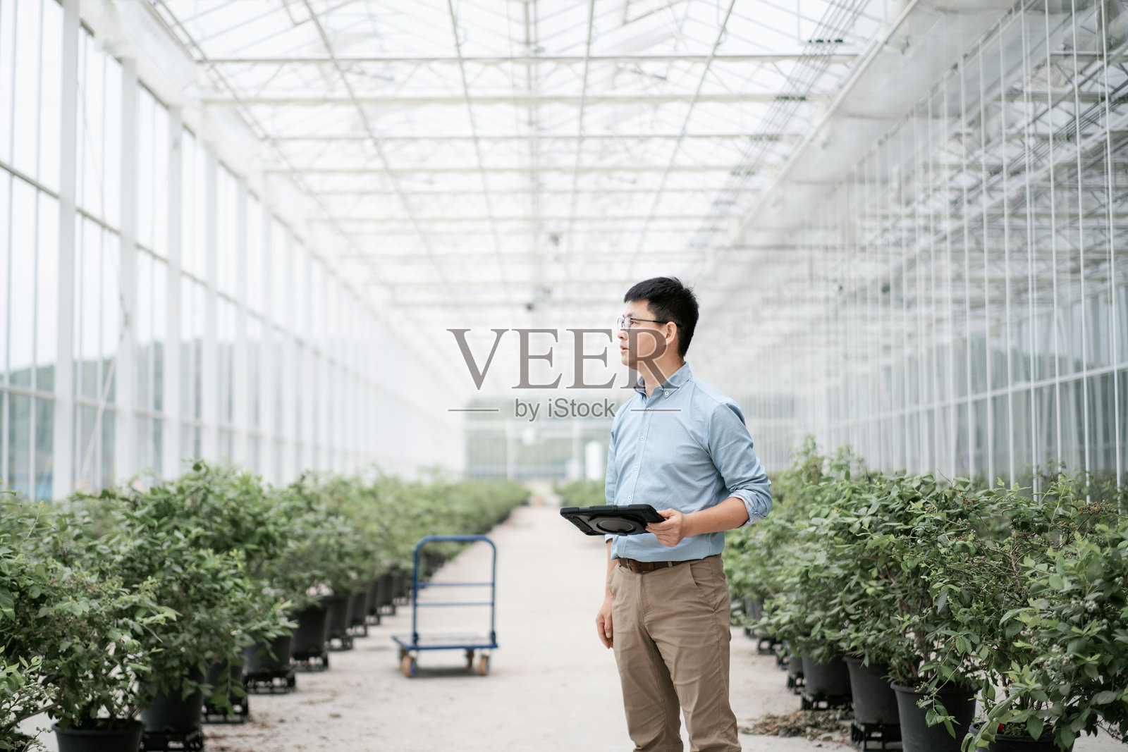 亚洲农民在温室中工作照片摄影图片