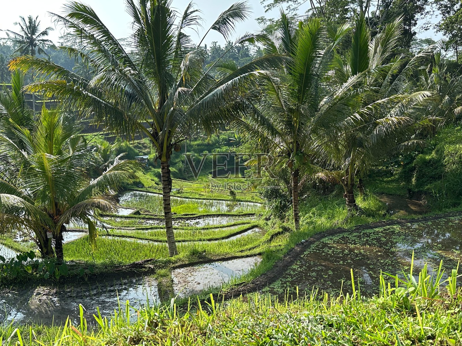 巴厘岛的稻田照片摄影图片