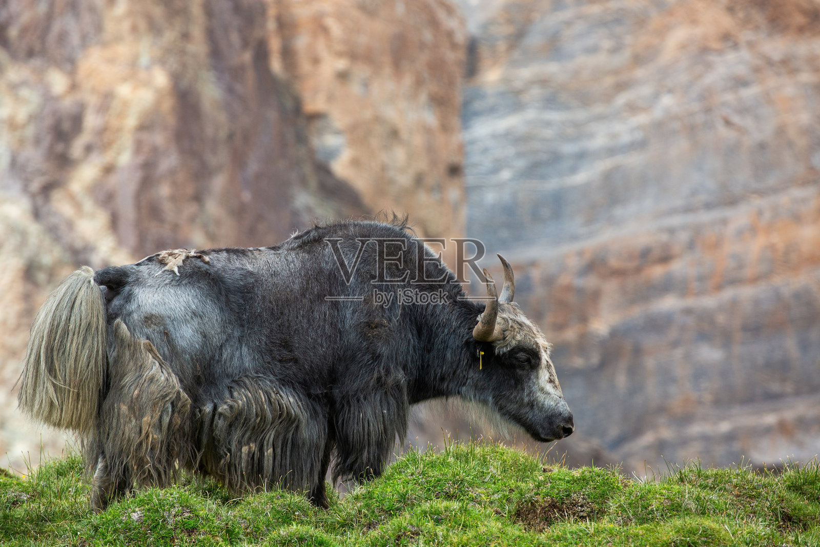 牦牛在山地风景中吃草照片摄影图片