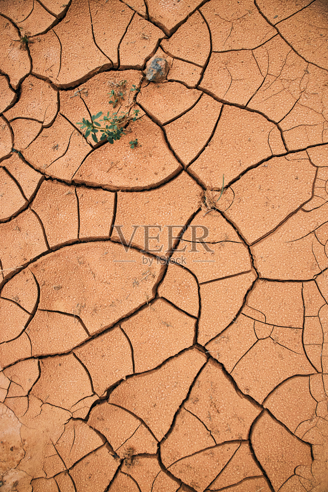 干旱中的新生命。沙漠中的塔基尔土壤和绿色植物照片摄影图片