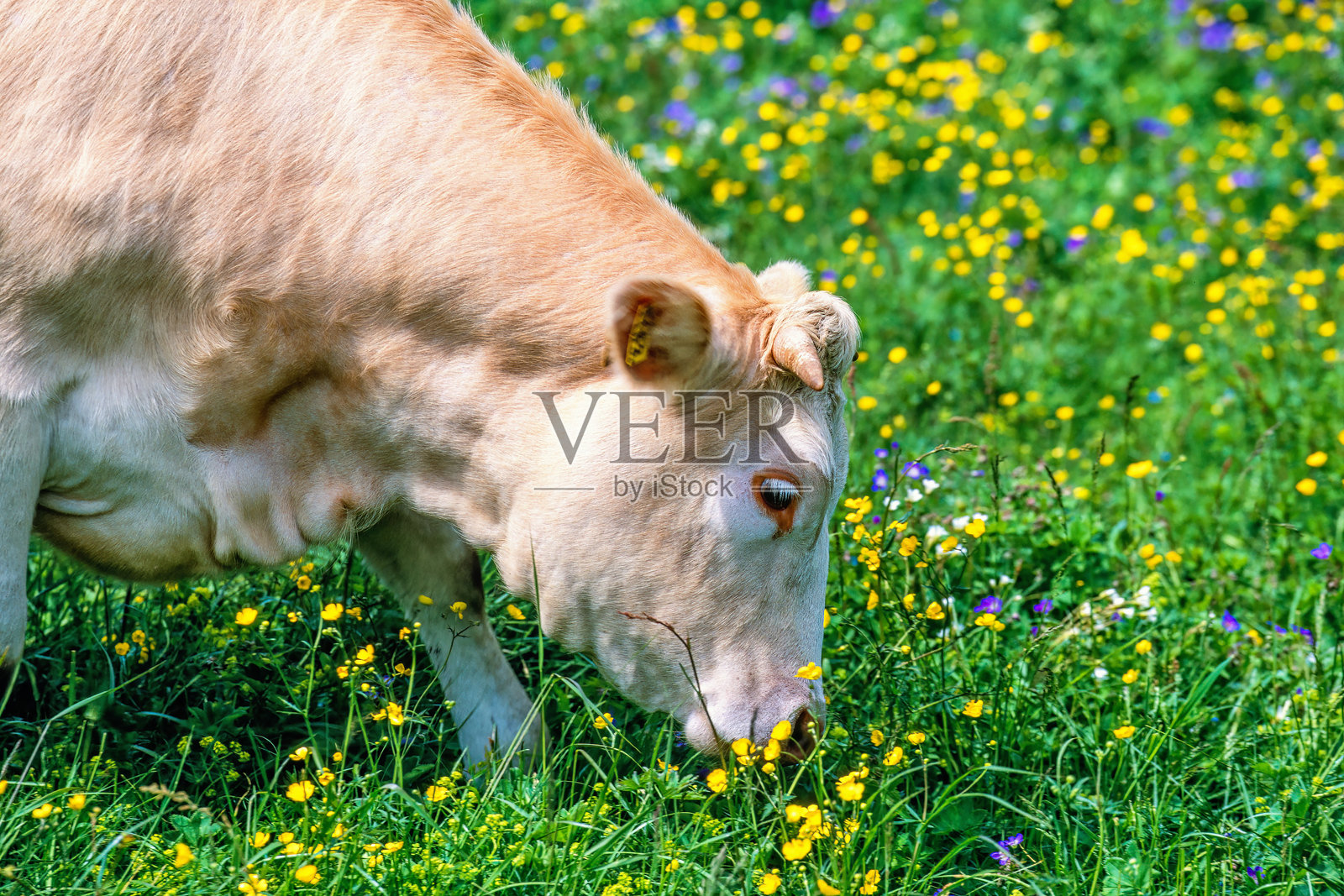 在美丽的夏日,盛开的草地上悠闲地吃草的牛照片摄影图片