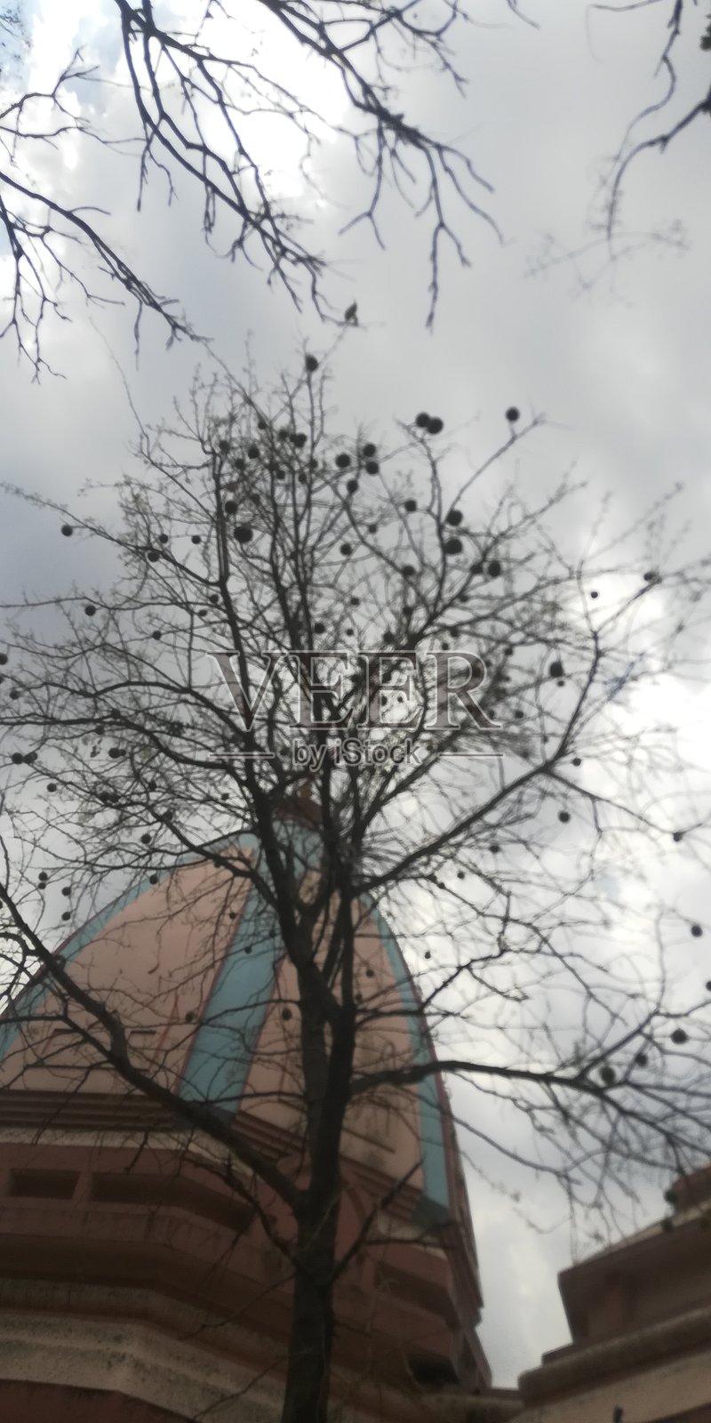 光秃秃的树木轮廓照片摄影图片