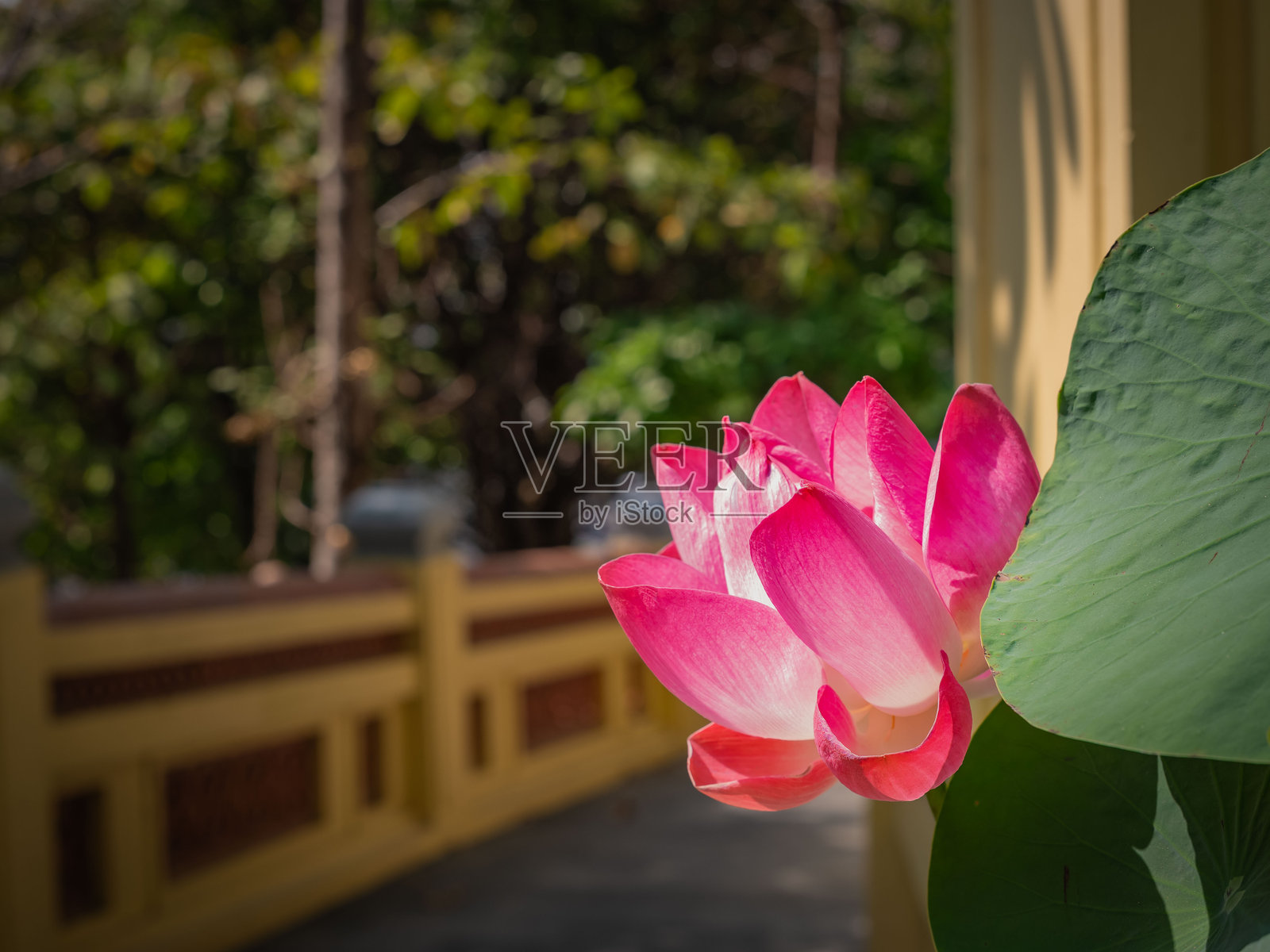 越南山塞镇拍摄的街头照片。照片摄影图片