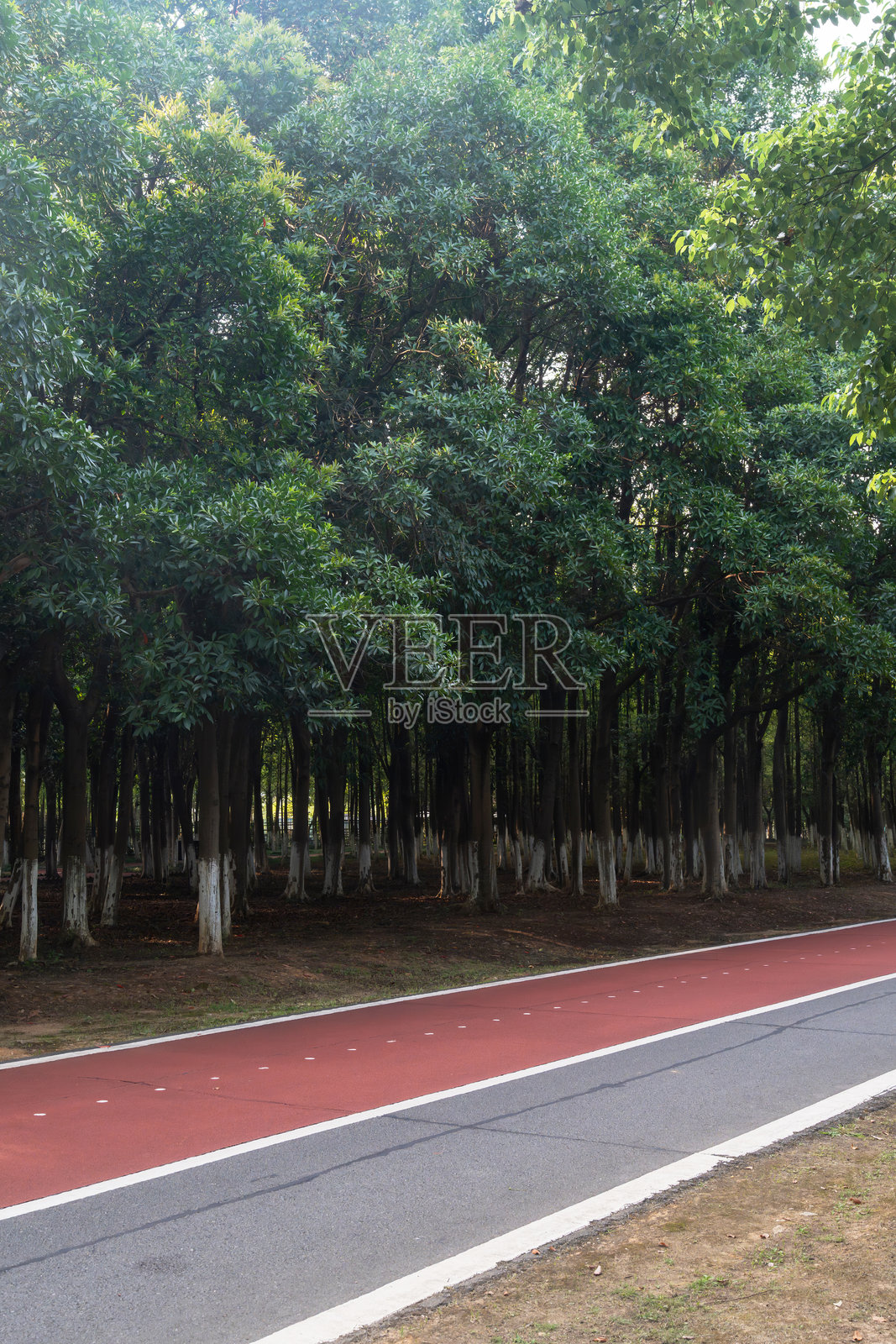 新的步道和美丽的树木,适合在公园里跑步、散步或骑自行车放松。照片摄影图片