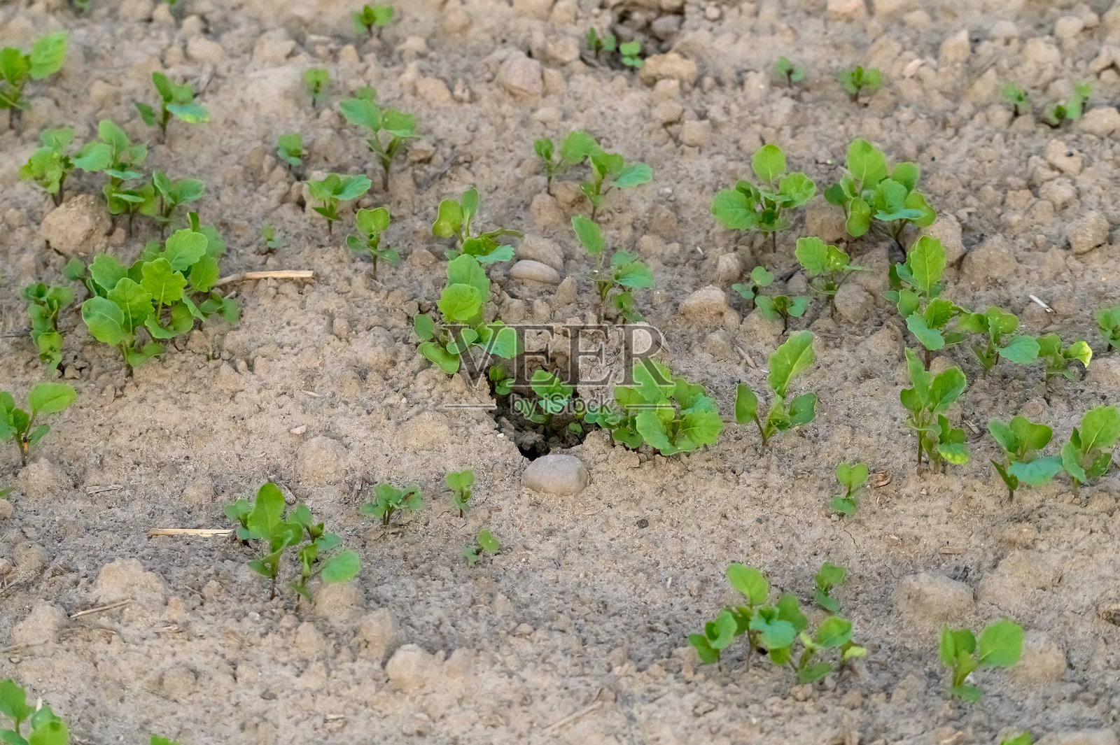 在田野中生长的发芽蔬菜,有机农业,因暴雨和冰雹而受损的作物照片摄影图片