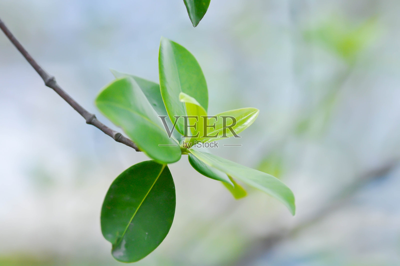 黑非洲木(Terminalia ivorensis A Chev)与天空背景照片摄影图片