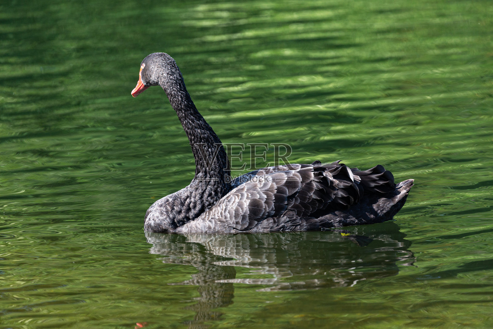 黑色的沉默天鹅在湖中游泳照片摄影图片