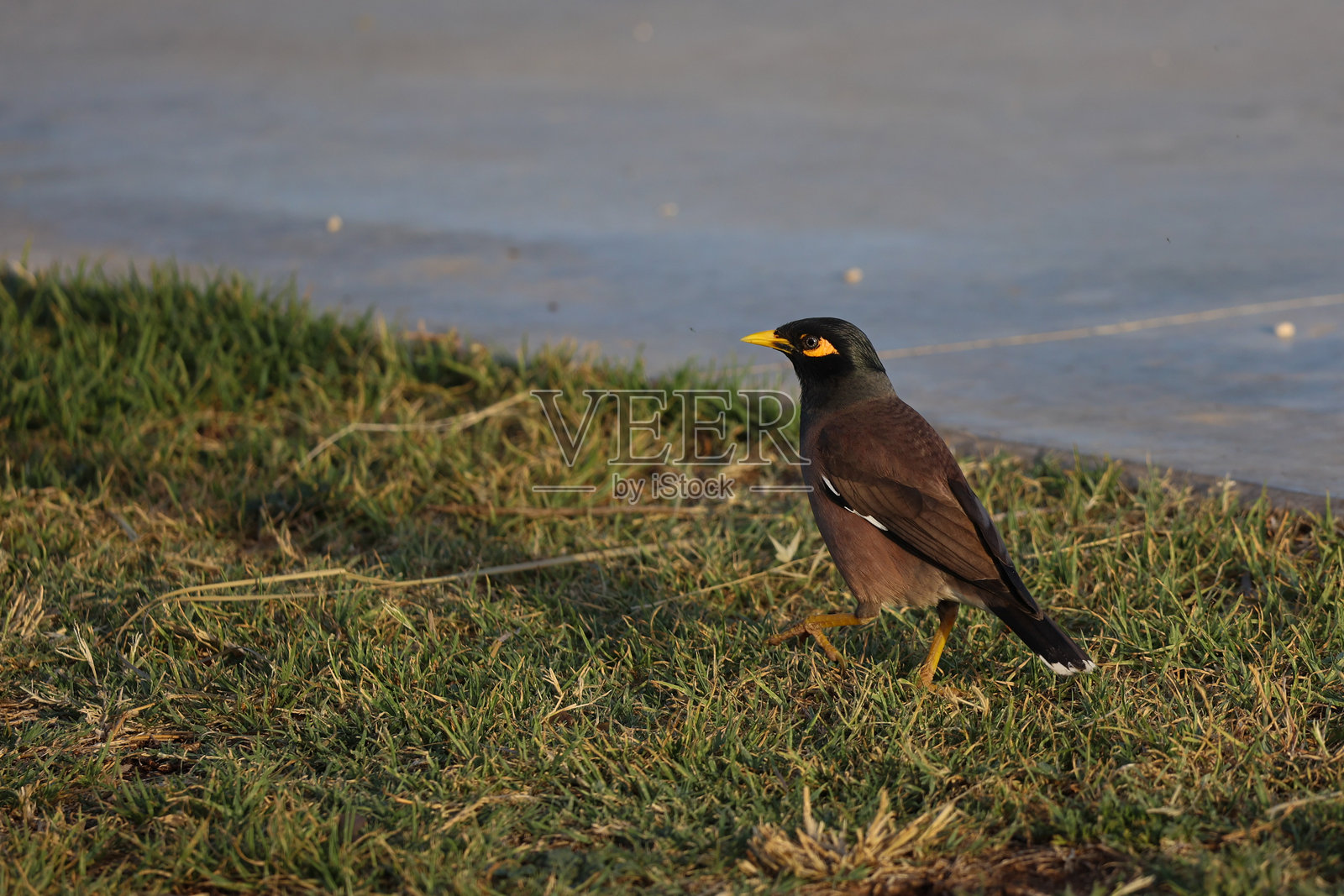 普通八哥 (Acridotheres tristis)照片摄影图片