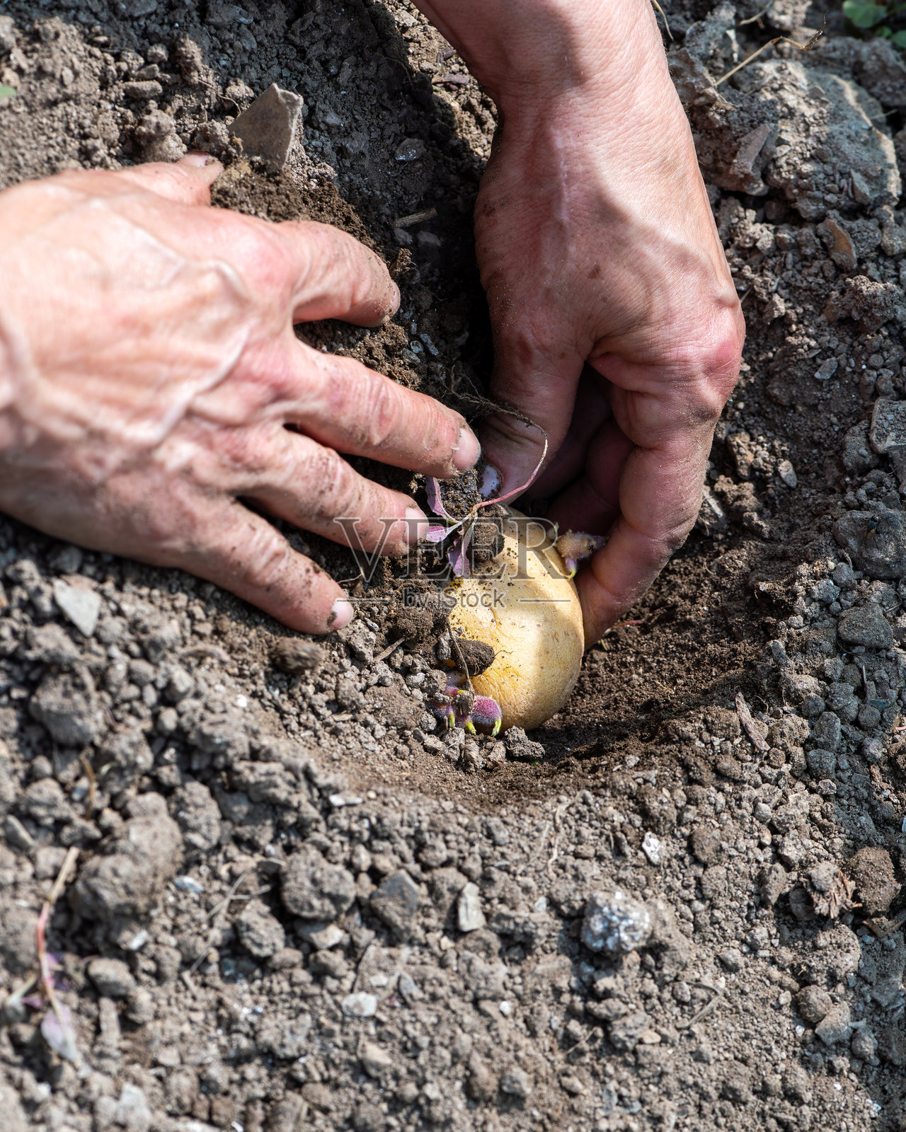 手工将发芽的土豆块茎种植在土壤中。农业。照片摄影图片