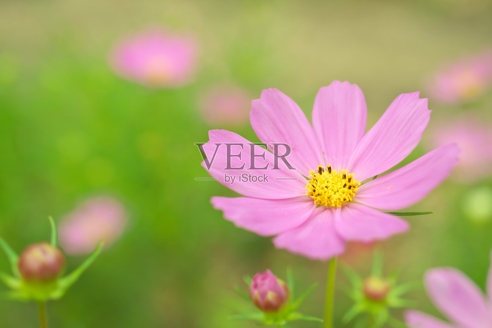 宇宙花照片摄影图片