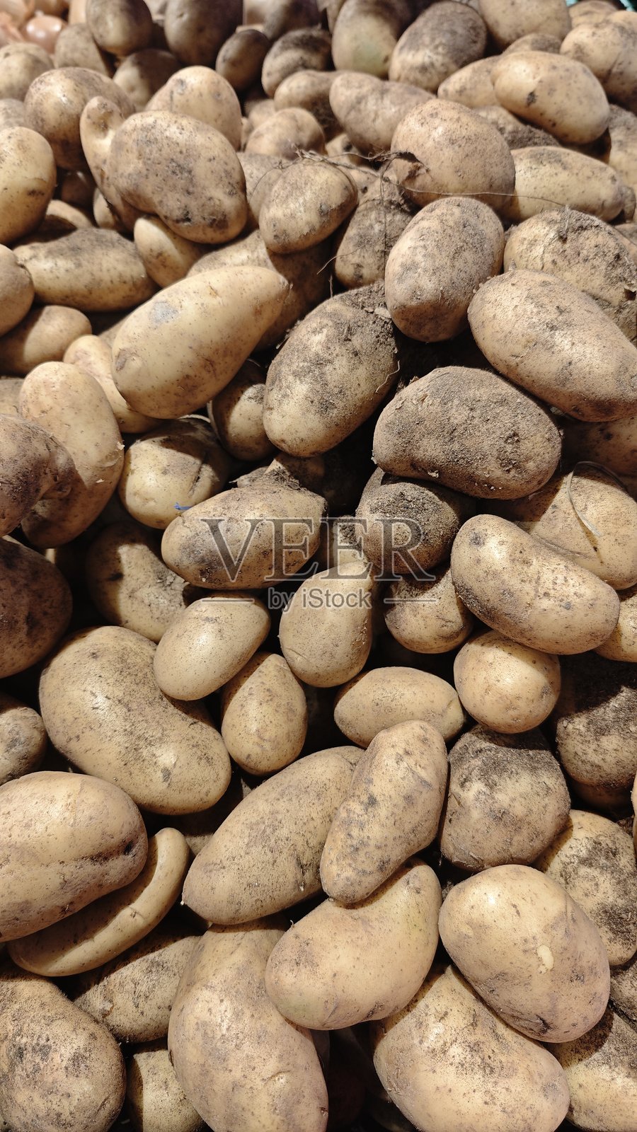 未洗的新鲜土豆堆成一堆照片摄影图片