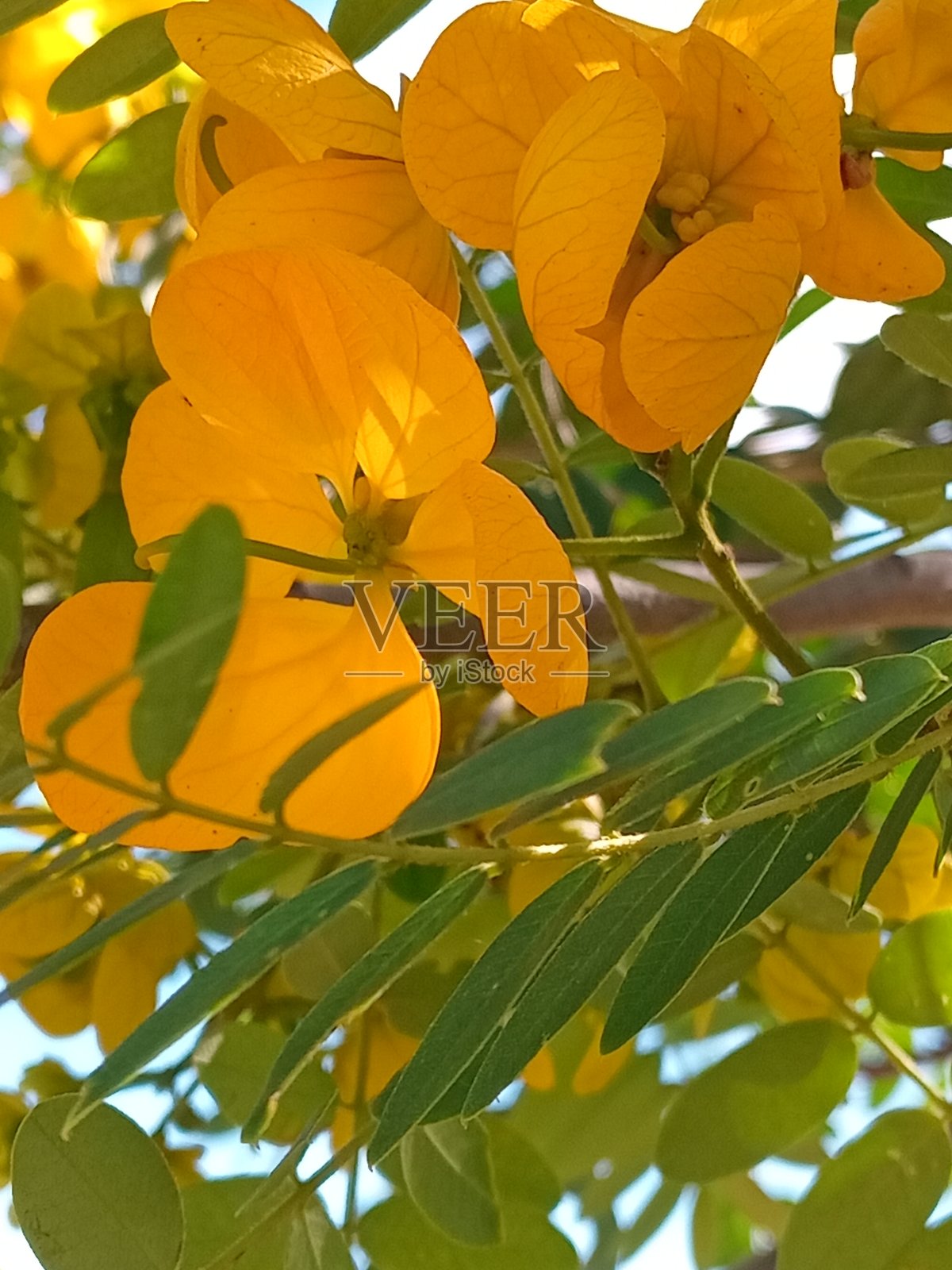 黄色花朵照片摄影图片