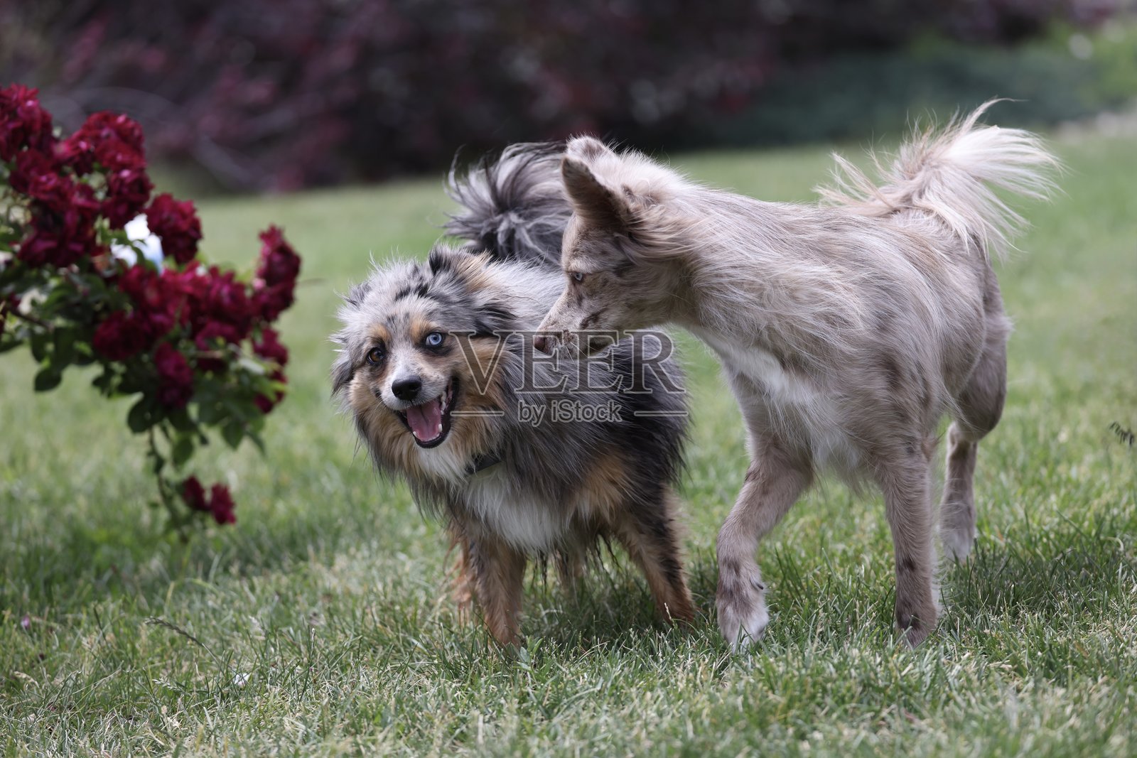 两只澳大利亚牧羊犬和博美犬的混合狗照片摄影图片