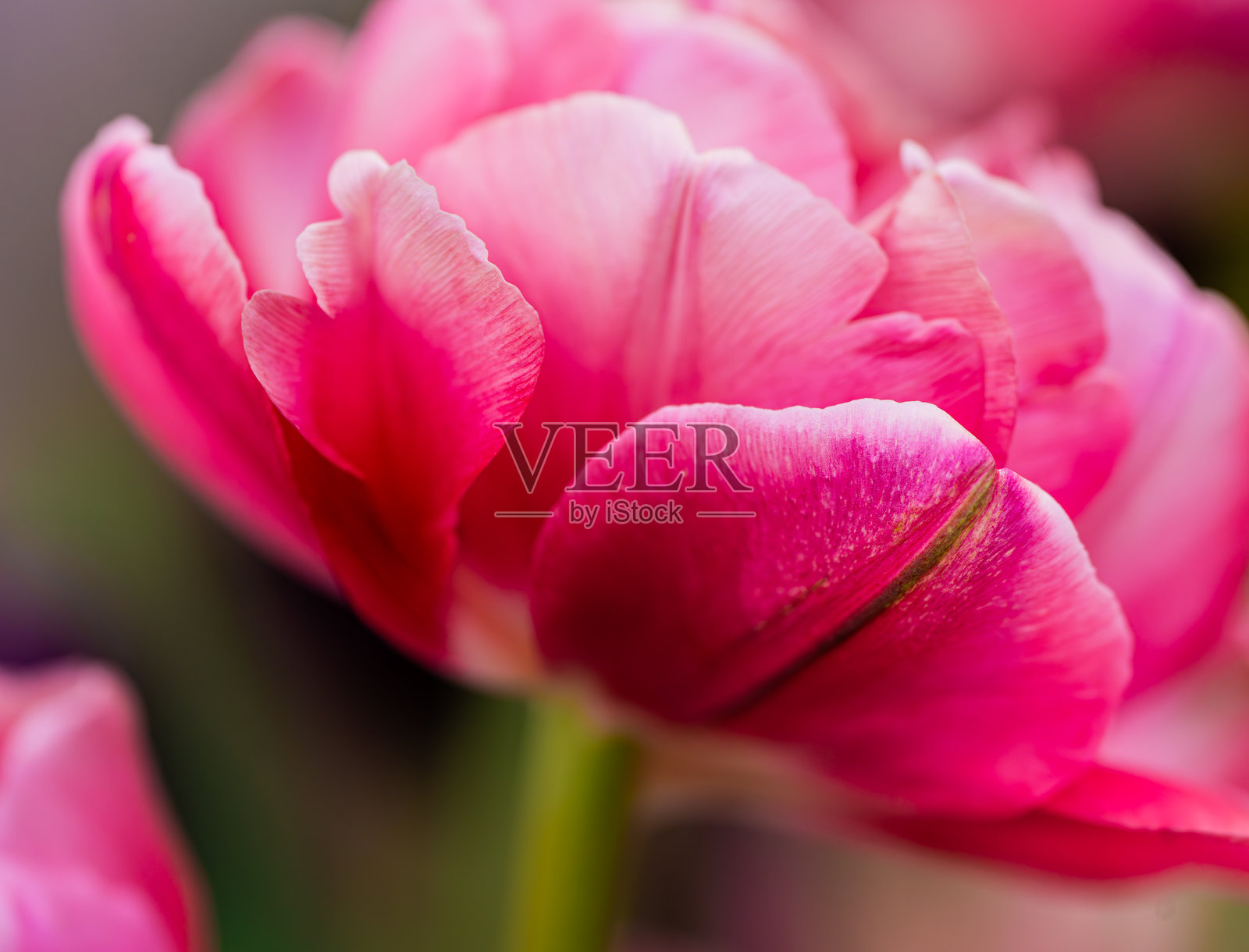 粉色花朵特写照片摄影图片