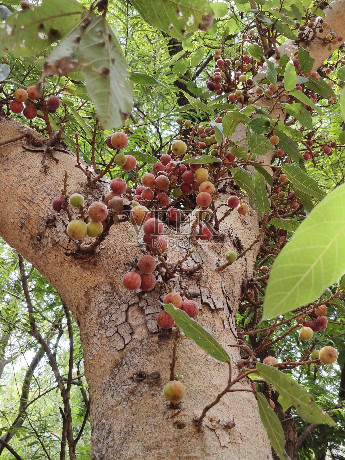 无花果树/聚集无花果树,结满成熟的果实照片摄影图片