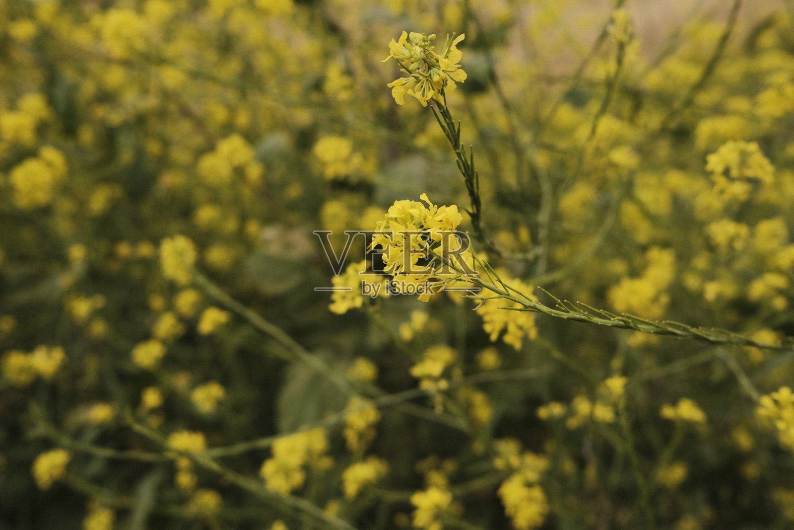 阴云密布的天空下,起伏的山丘上盛开的油菜花田照片摄影图片