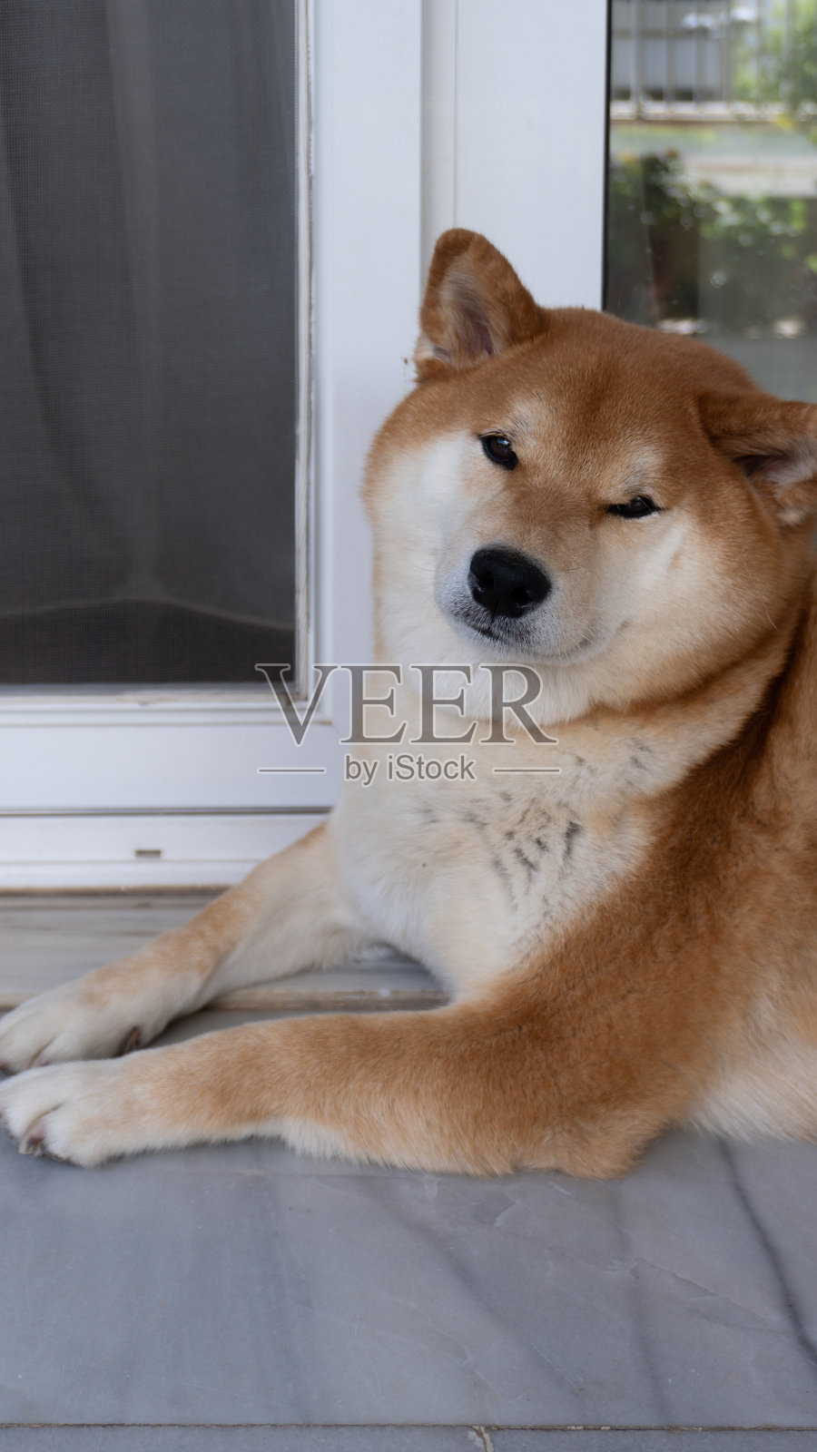 大红狗柴犬照片摄影图片