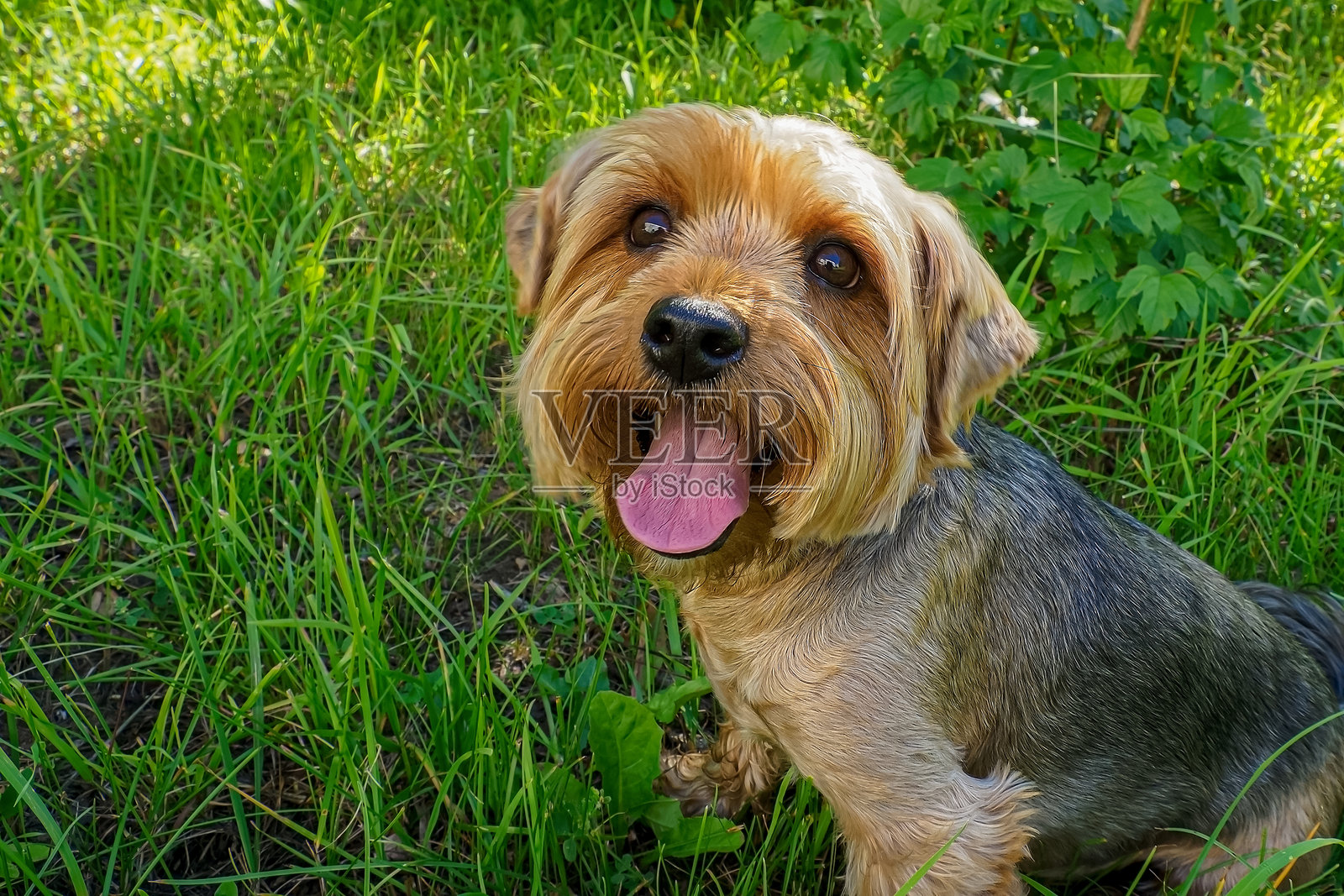 狗。约克夏犬。搞笑的纯种狗肖像。宠物。照片摄影图片